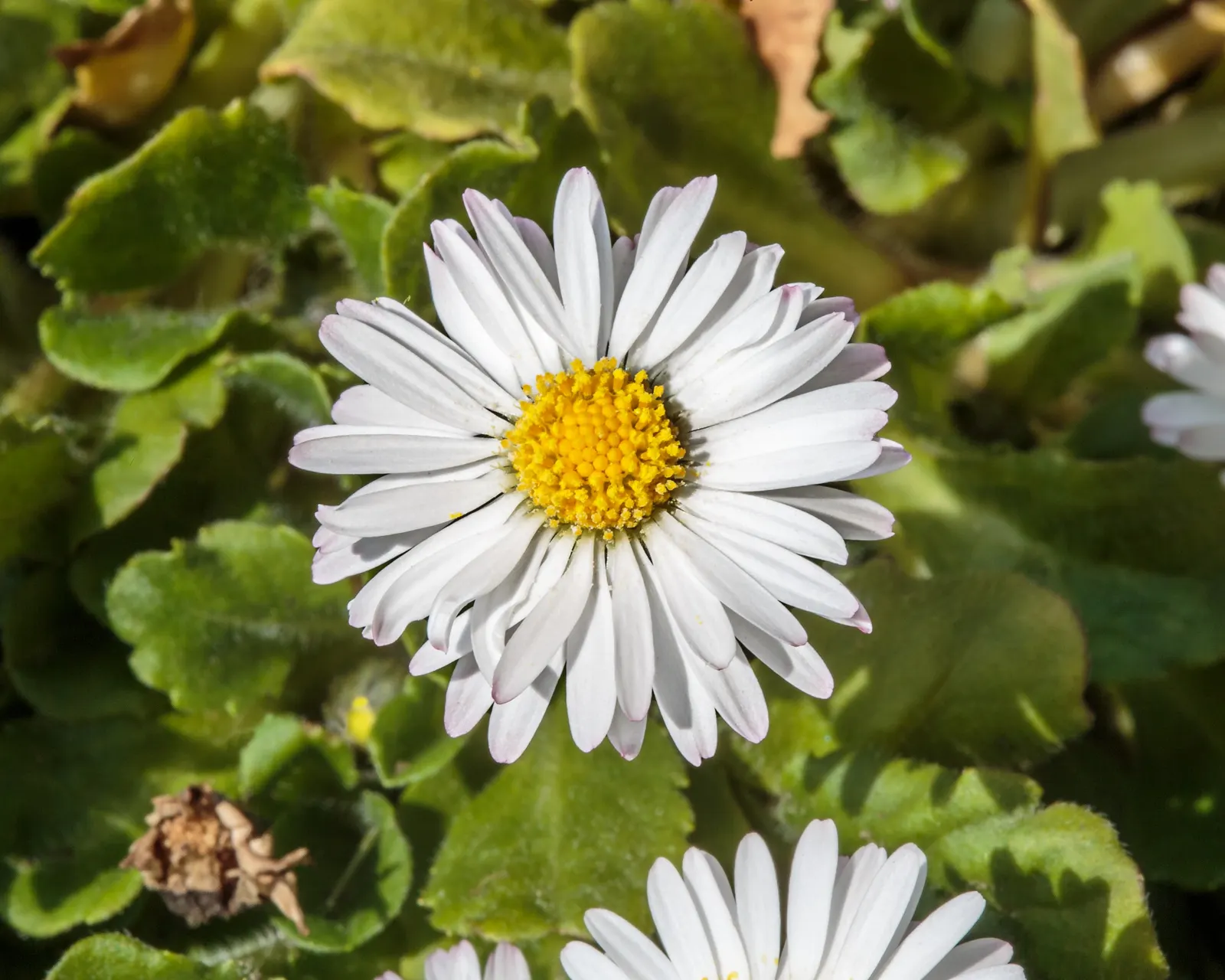 English Daisy (Bellis Perennis) — annual with white blooms