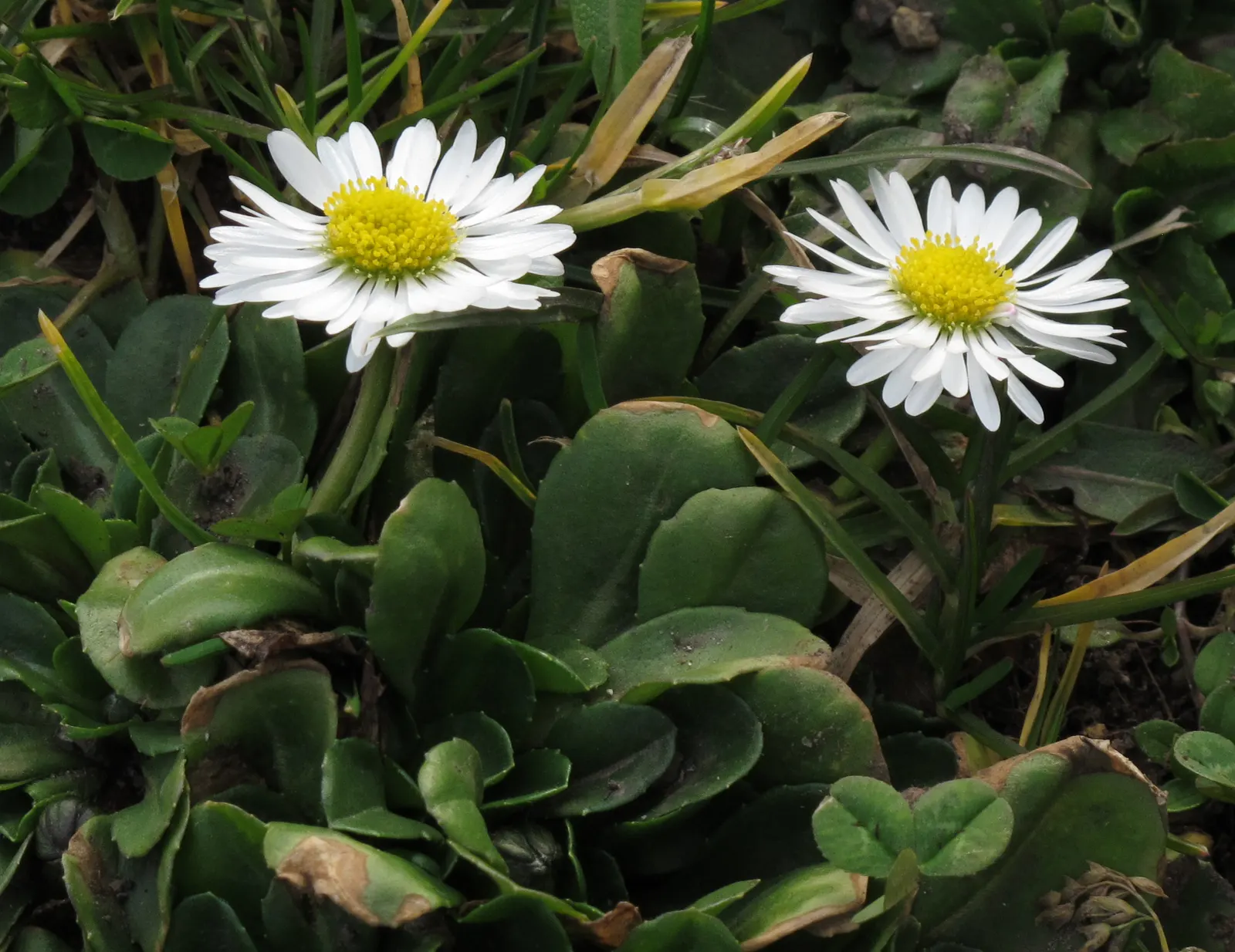 English Daisy (Bellis Perennis) — reaching 3-6 inches tall with a similar spread