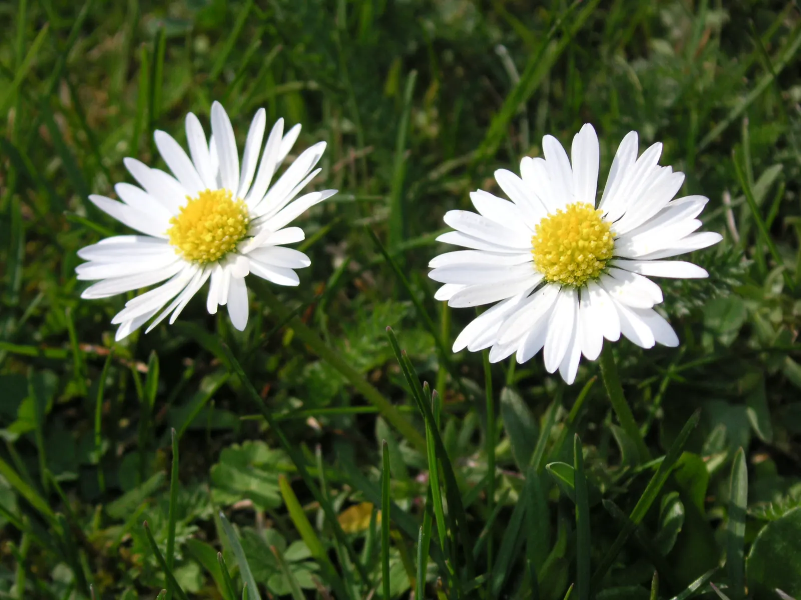 English Daisy (Bellis Perennis) — is a charming perennial ground cover that is native to western; they could potentially bloom all year round, image 95