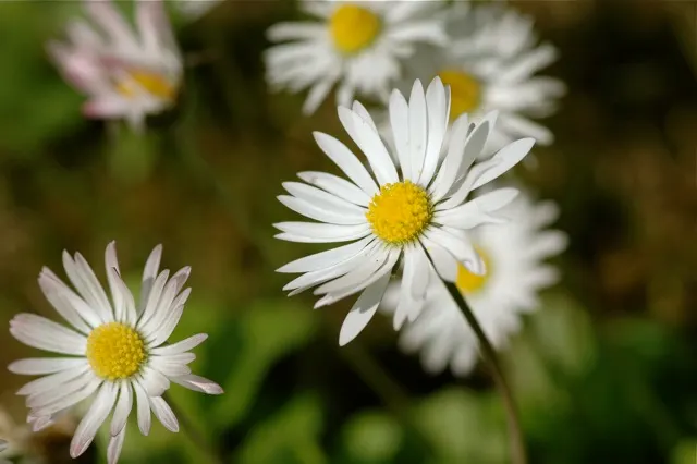 English Daisy (Bellis Perennis) — The foliage typically remains close to the ground at a height of 1-2 inches; typically 1-2 inches in diameter