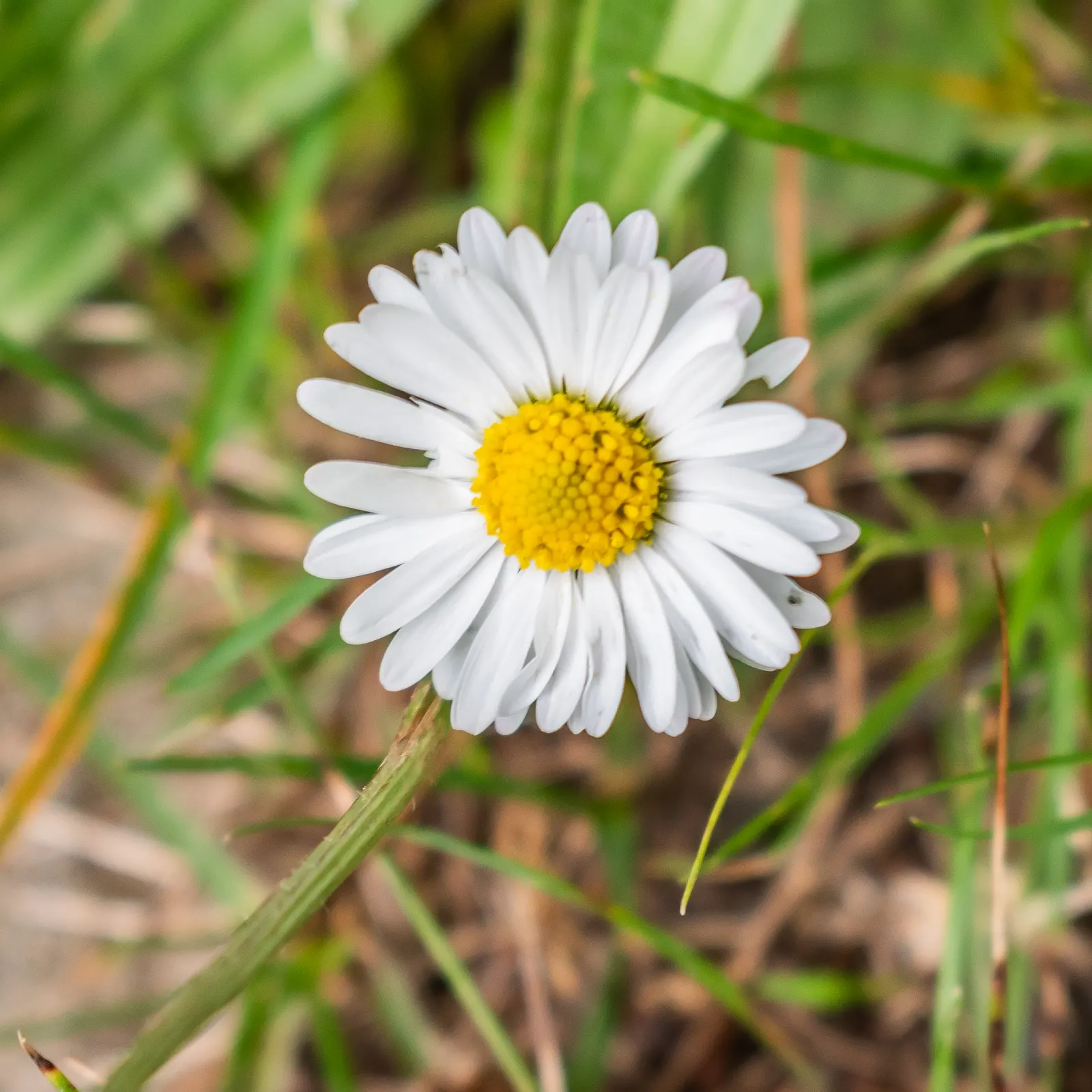 English Daisy (Bellis Perennis) — typically 1-2 inches in diameter; adding a lively dimension to the landscape for the client to enjoy, image 88