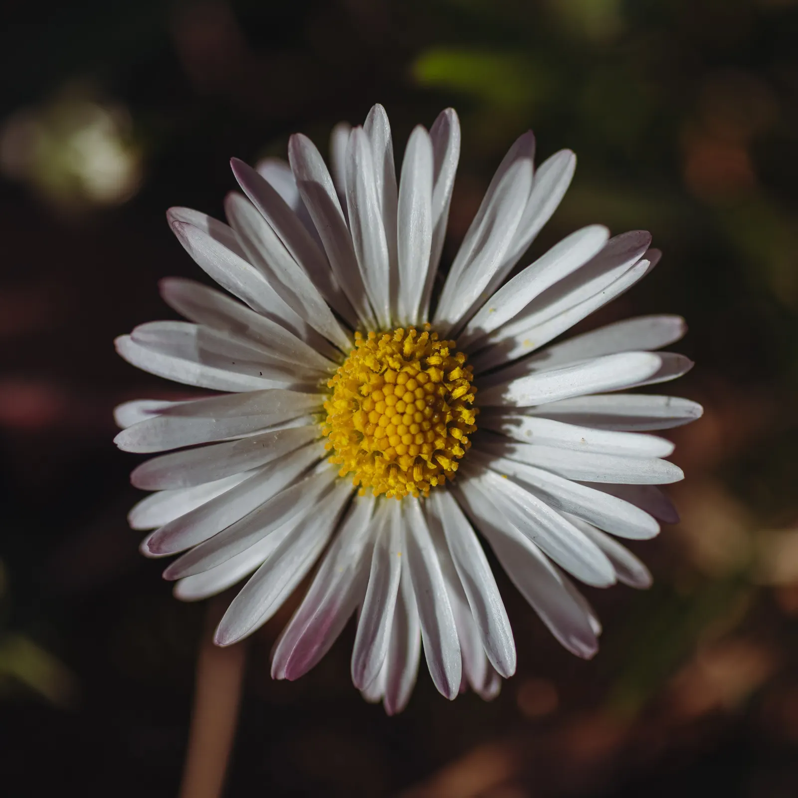 English Daisy (Bellis Perennis) — The English Daisy's enduring popularity is evident in its ability to attract butterflies; adding a lively dimension to the