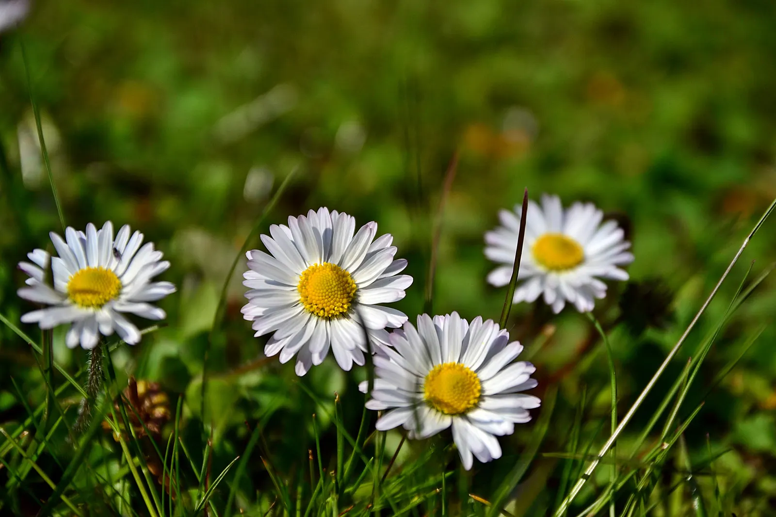 English Daisy (Bellis Perennis) — commonly known as the English Daisy; typically 1-2 inches in diameter, image 57