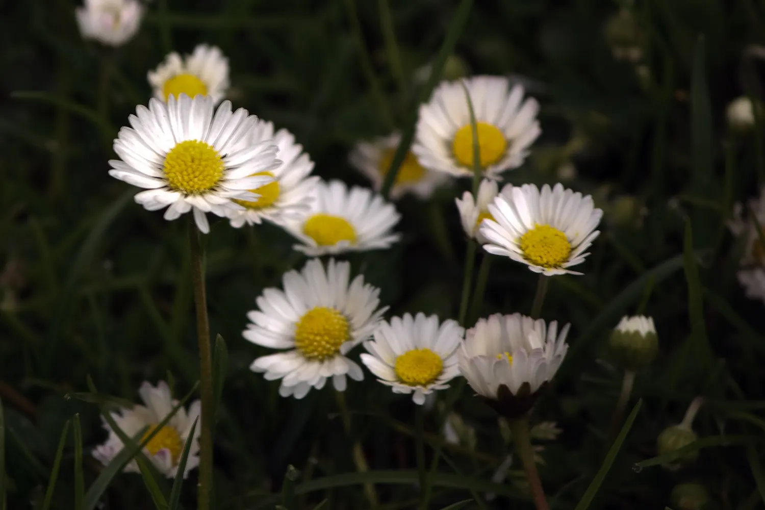English Daisy (Bellis Perennis) — commonly known as the English Daisy; typically 1-2 inches in diameter
