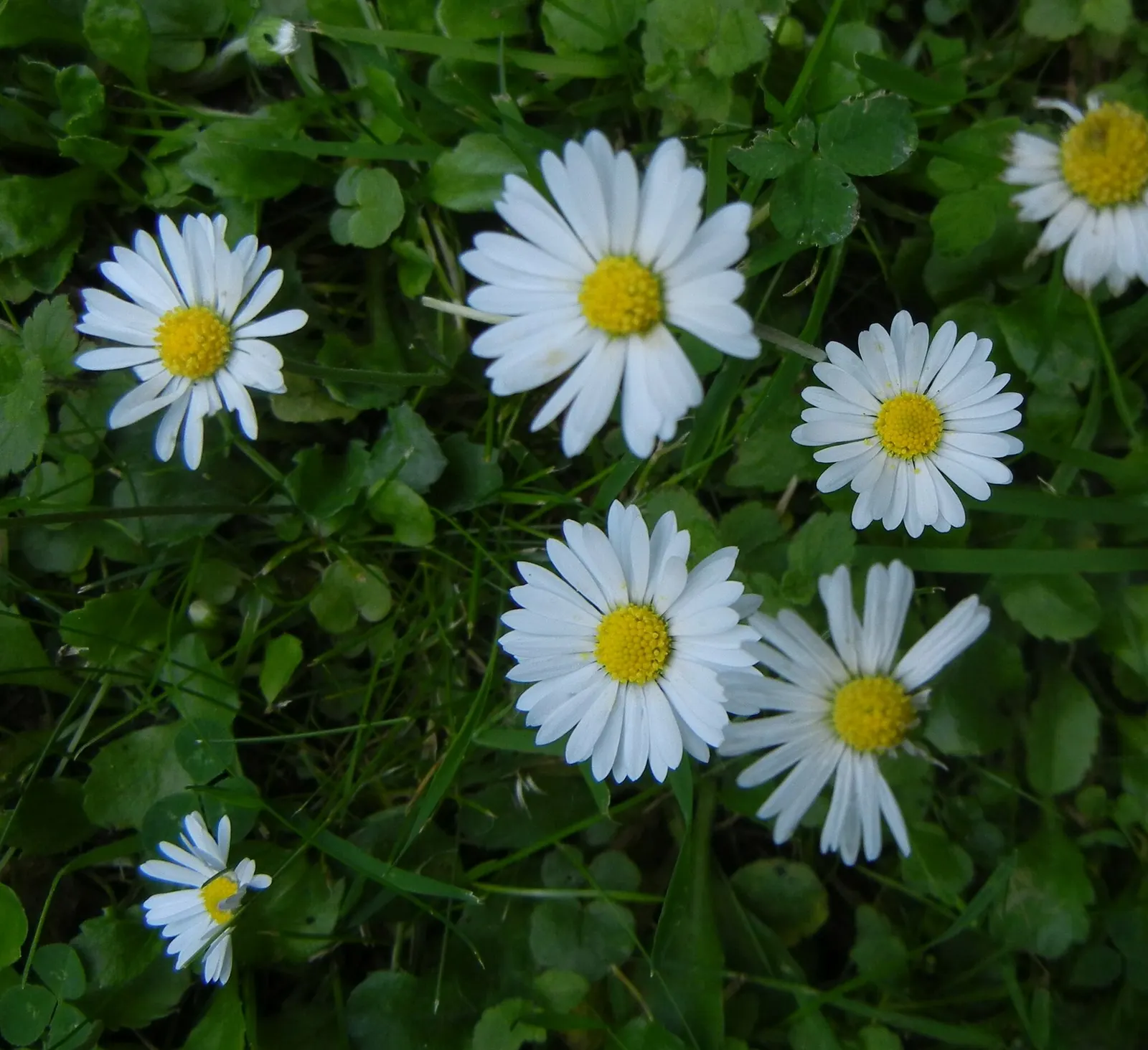 English Daisy (Bellis Perennis) — The foliage typically remains close to the ground at a height of 1-2 inches; typically 1-2 inches in diameter, image 97