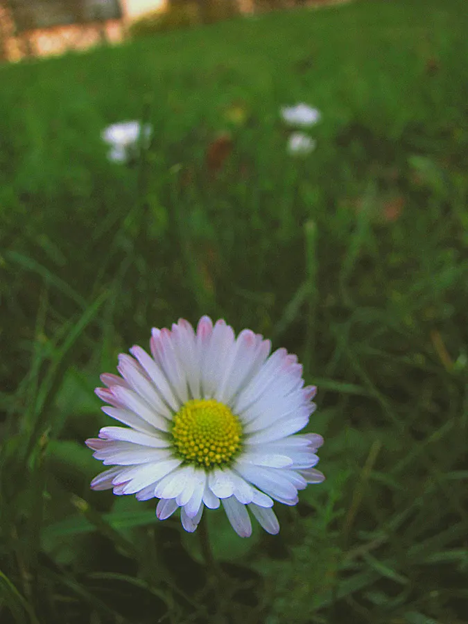 English Daisy (Bellis Perennis) — weather conditions permitting.<br><br>When incorporating this plant into a landscape design; they could potentially bloom all