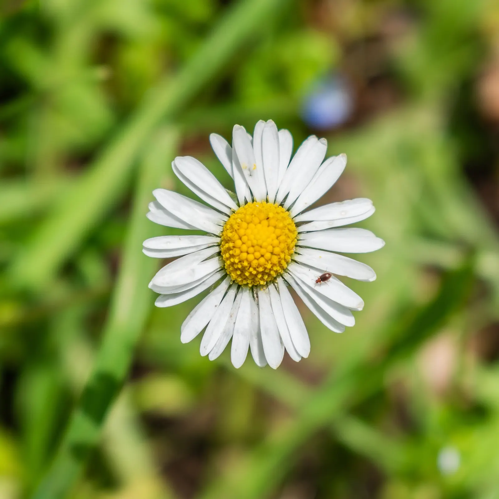 English Daisy (Bellis Perennis) — typically 1-2 inches in diameter
