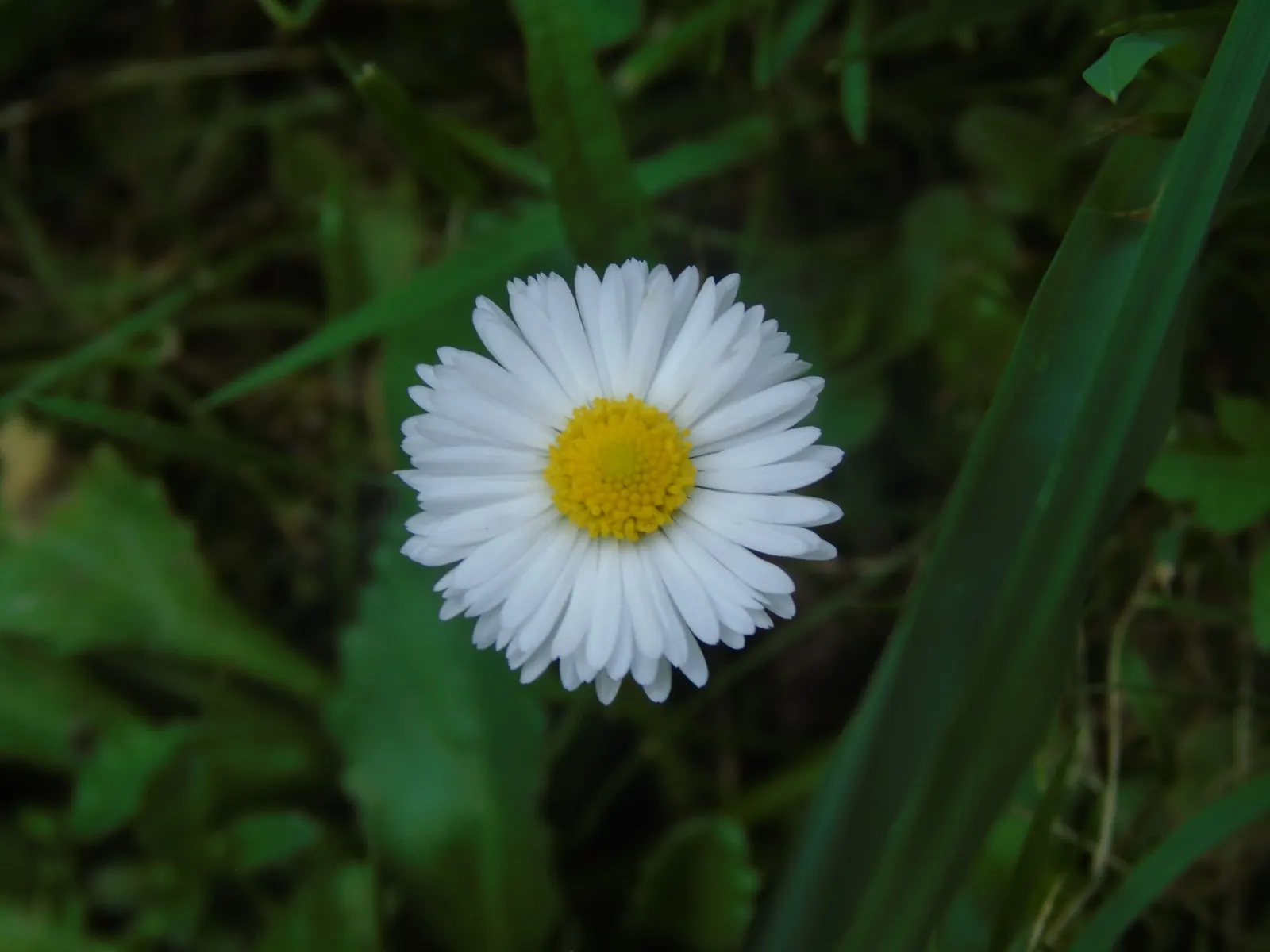 English Daisy (Bellis Perennis) — This European native flaunts cheery; they could potentially bloom all year round, image 59