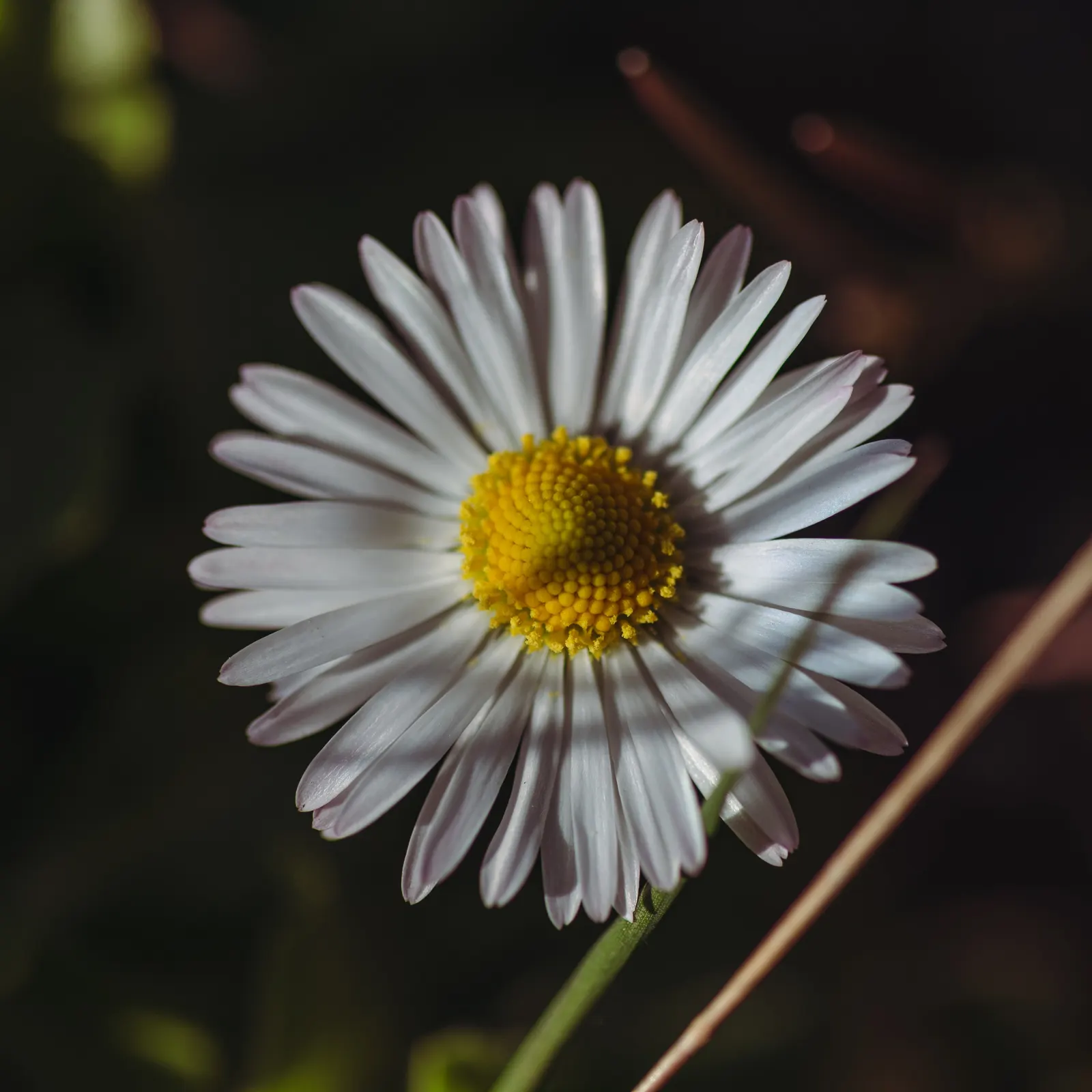 English Daisy (Bellis Perennis) — is a charming perennial ground cover that is native to western