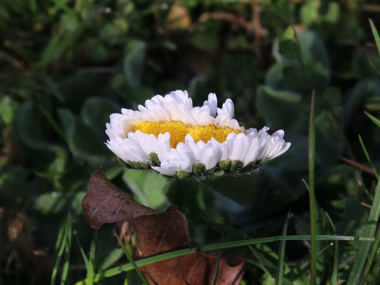 English Daisy (Bellis Perennis) — and partial shade to full sun exposure; typically 1-2 inches in diameter