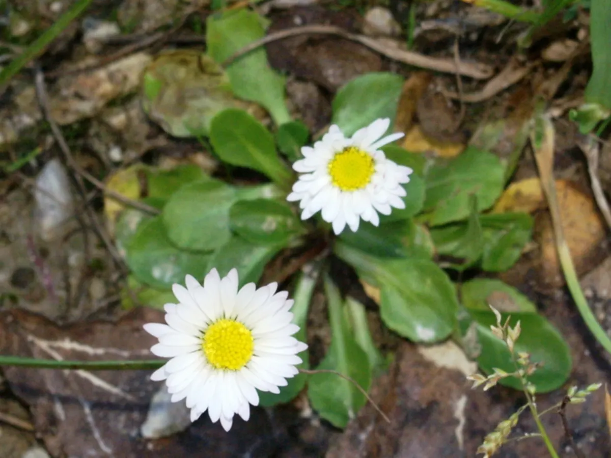 English Daisy (Bellis Perennis) — This plant is renowned for its rosette of spoon-shaped leaves and quintessential daisy-like flowers; adding a, image 96