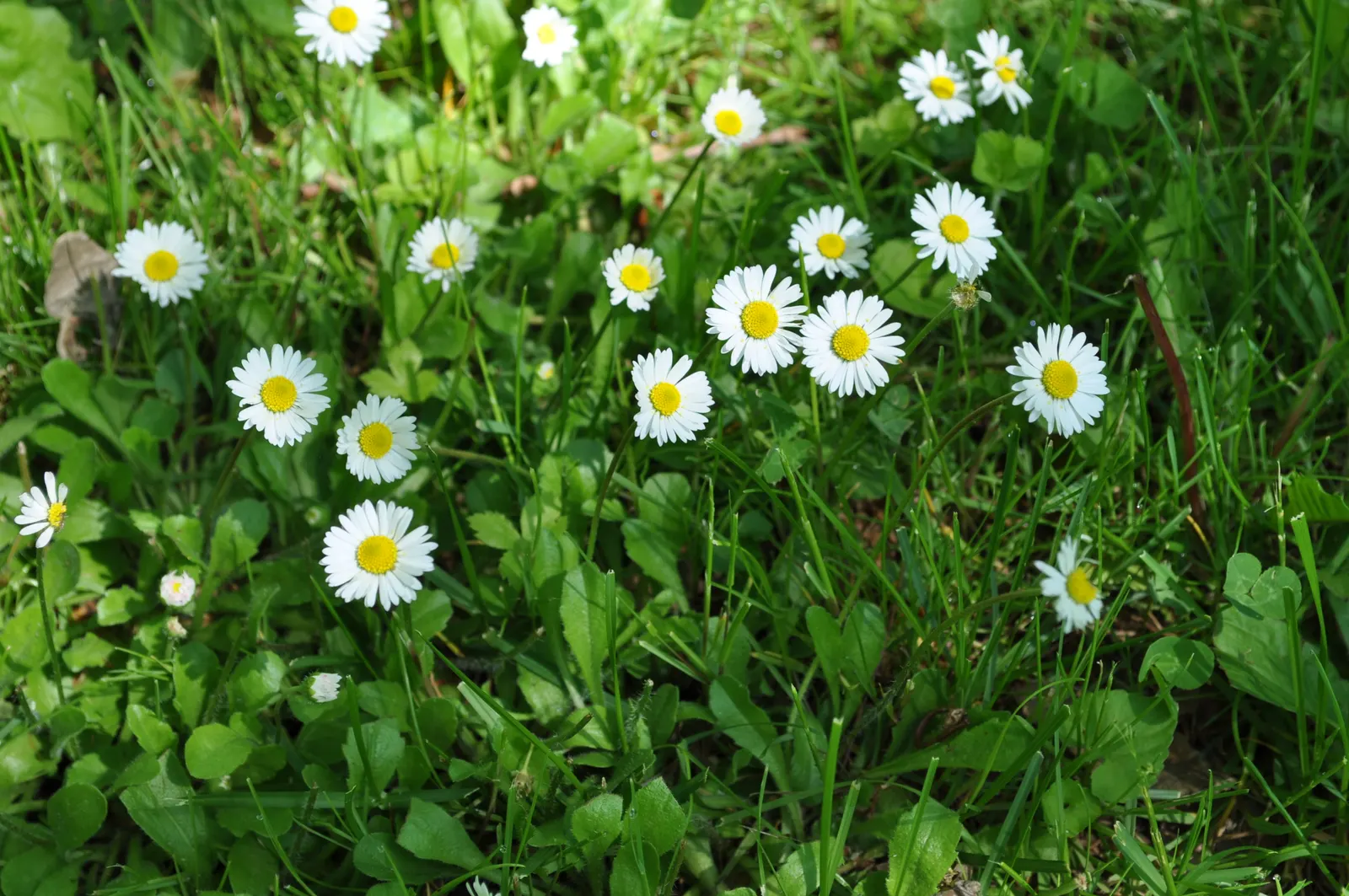 English Daisy (Bellis Perennis) — surrounding a bright yellow disc center; they could potentially bloom all year round, image 99