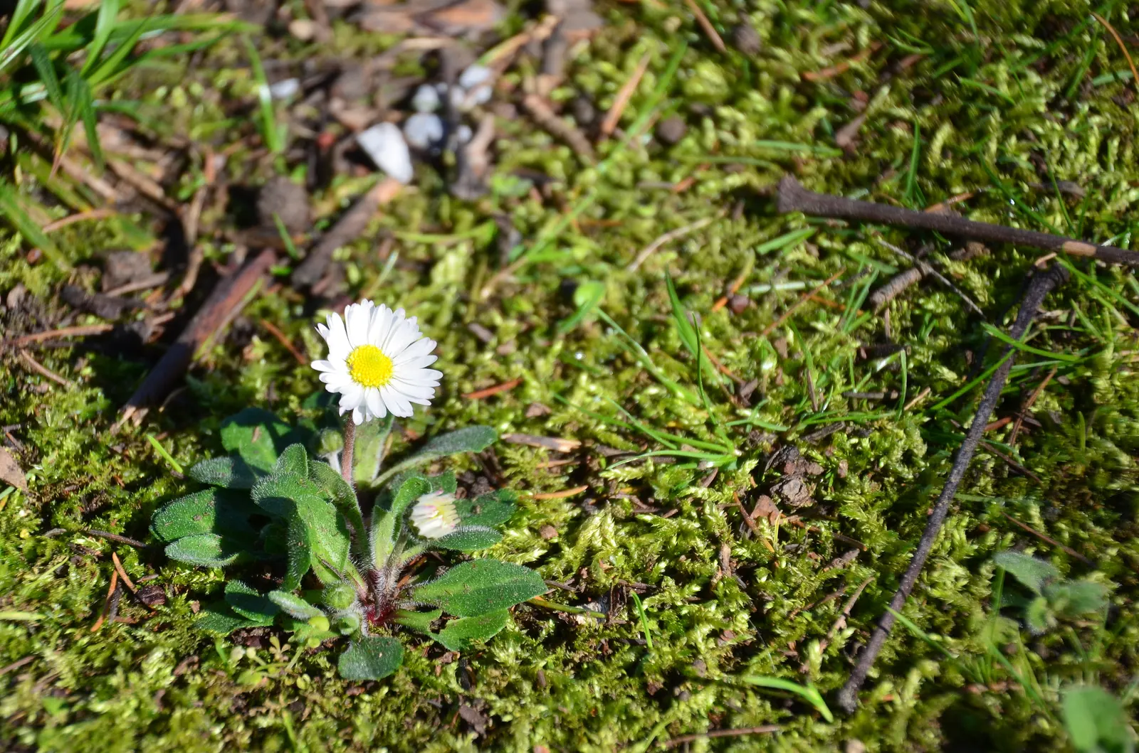 English Daisy (Bellis Perennis) — adding a lively dimension to the landscape for the client to enjoy; typically 1-2 inches in diameter, image 81