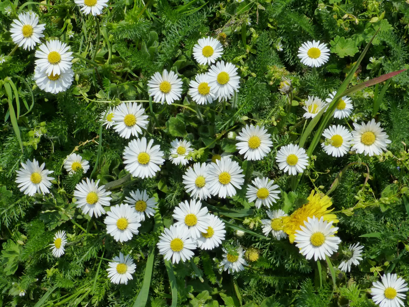 English Daisy (Bellis Perennis) — is a charming perennial ground cover that is native to western; they could potentially bloom all year round