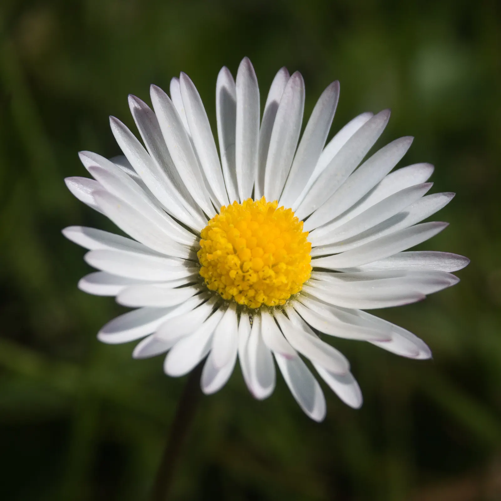 English Daisy (Bellis Perennis) — is a charming perennial with dense tufts of spoon-shaped leaves