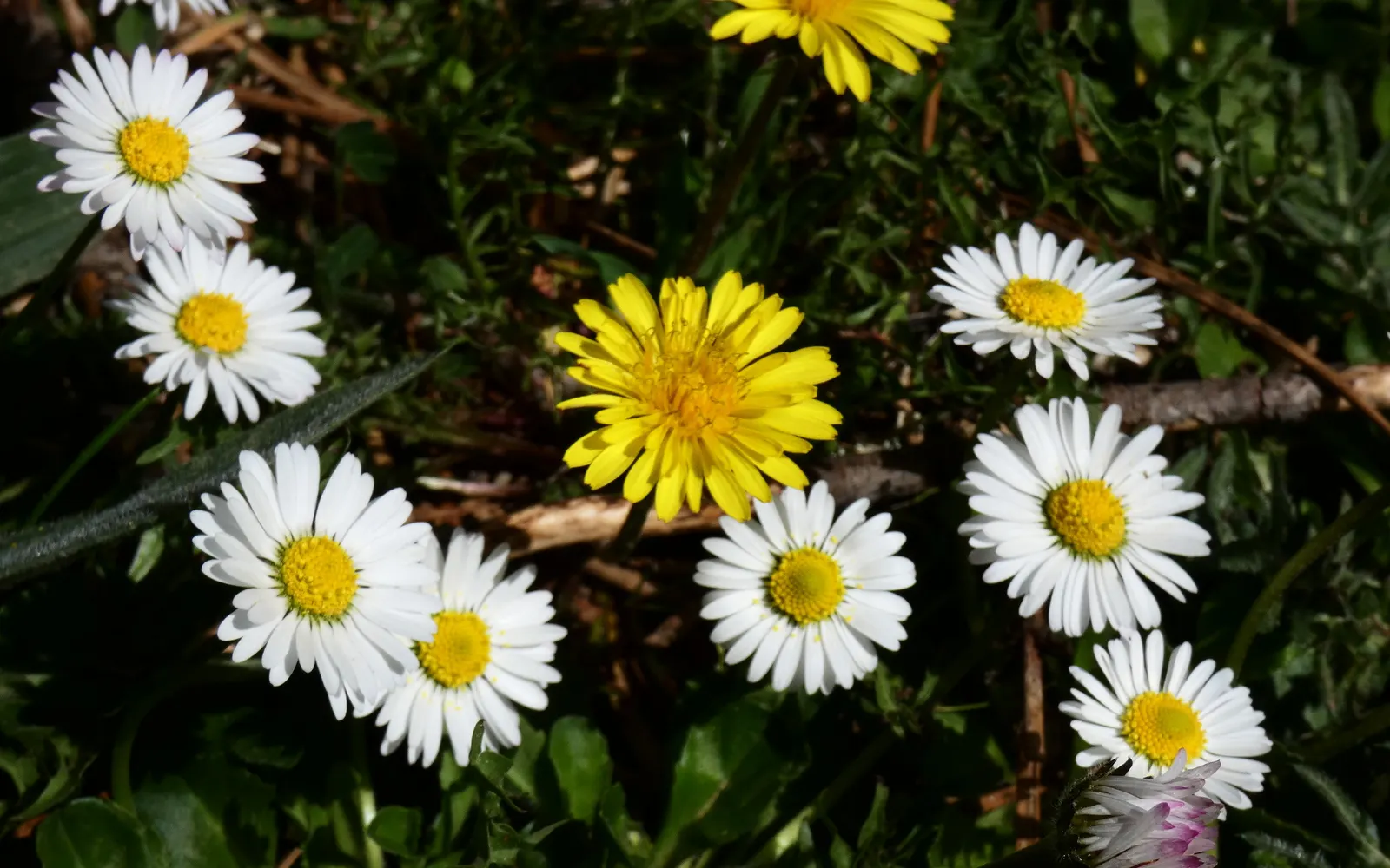 English Daisy (Bellis Perennis) — reaching 3-6 inches tall with a similar spread; adding a lively dimension to the landscape for the client to enjoy, image 64