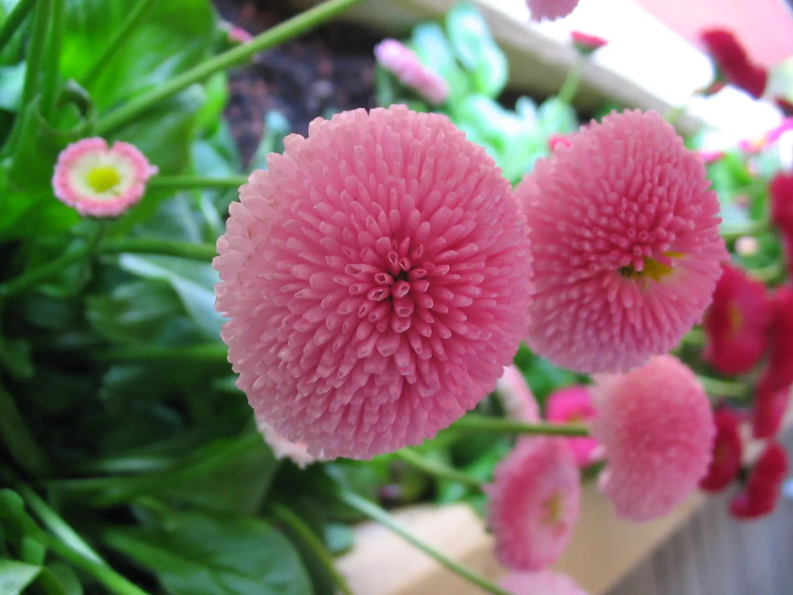 English Daisy (Bellis Perennis) — they could potentially bloom all year round; is a charming perennial ground cover that is native to western, image 74
