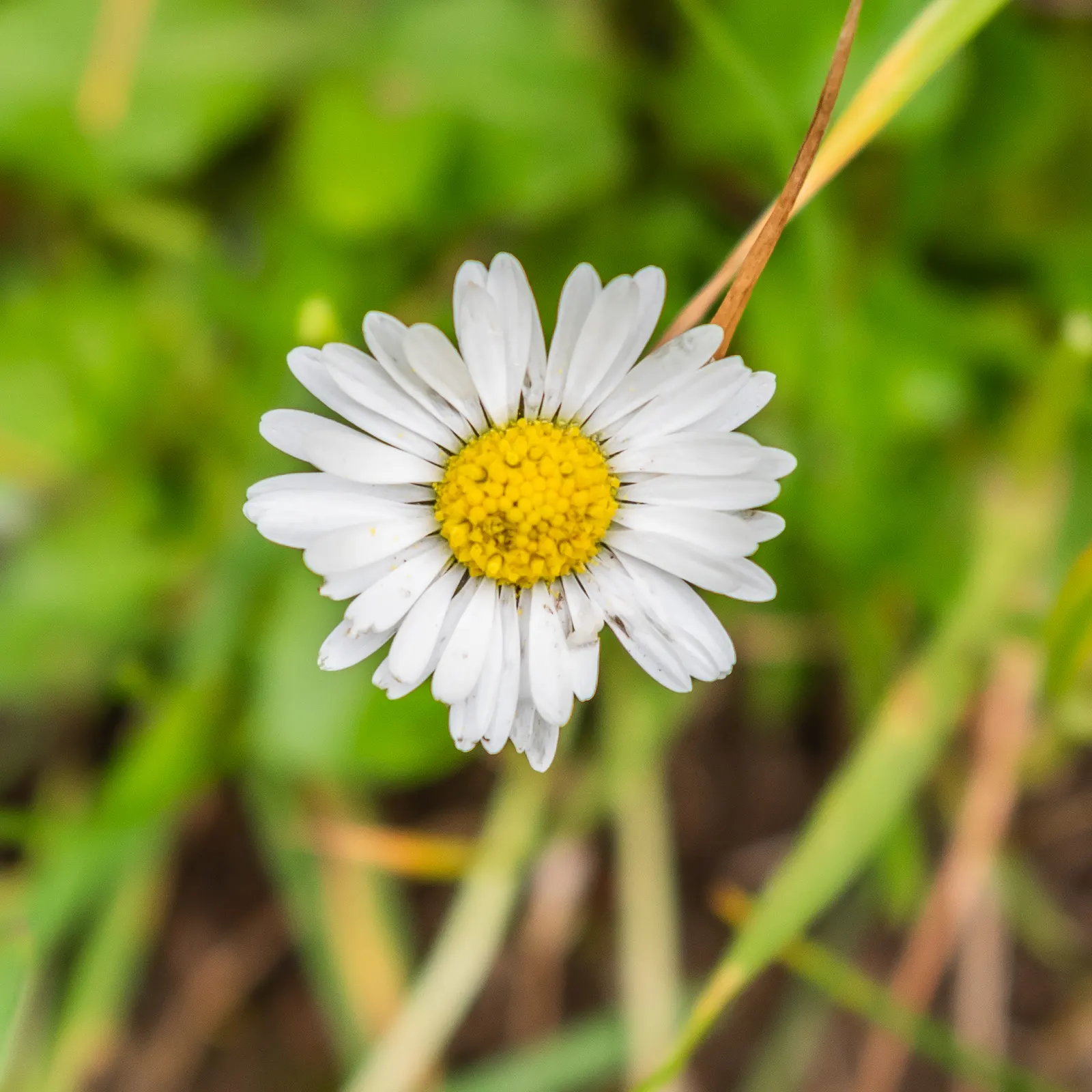 English Daisy (Bellis Perennis) — adding a lively dimension to the landscape for the client to enjoy