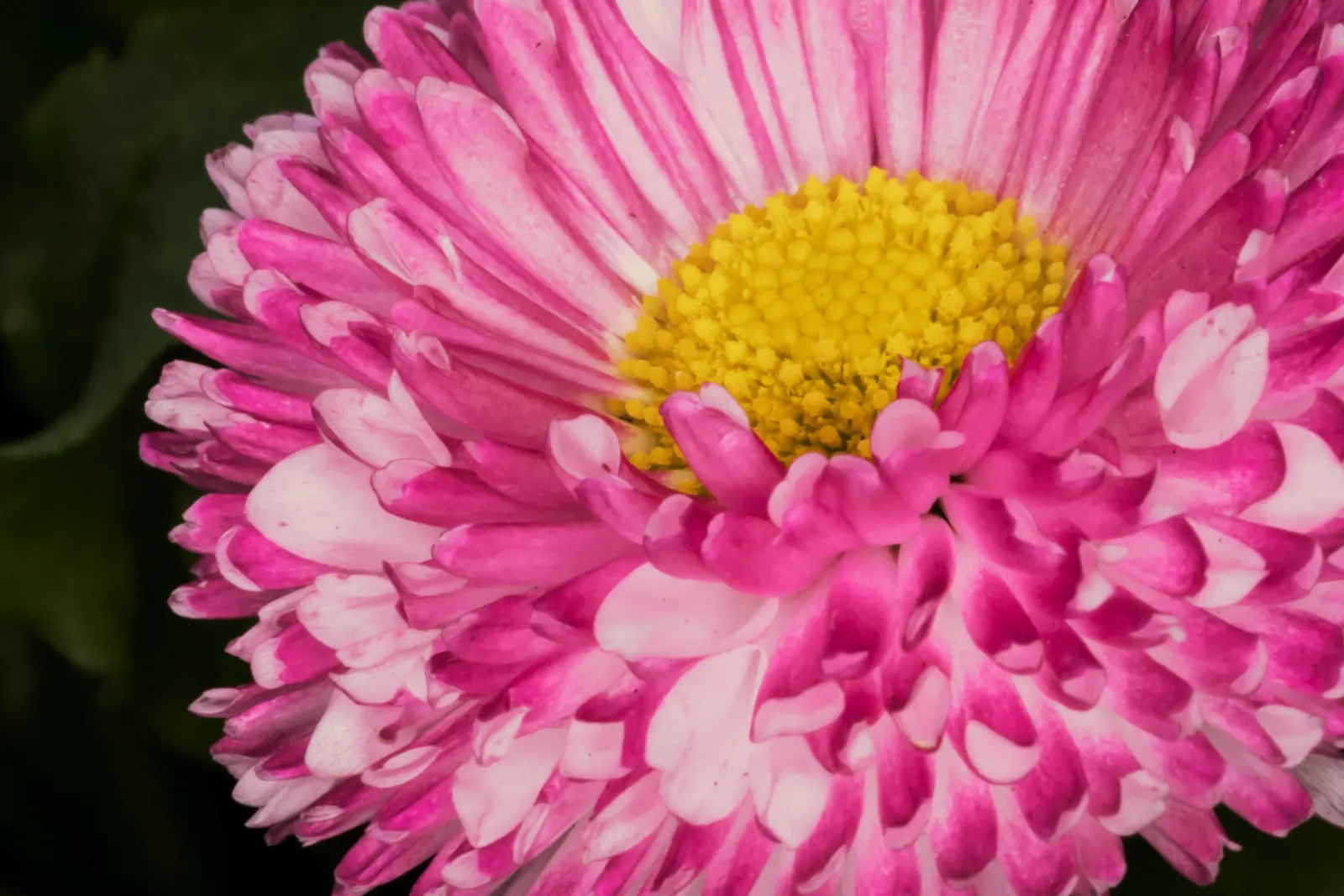 English Daisy (Bellis Perennis) — Blooms are modestly sized, commonly measuring 0.75-1.5 inches in diameter