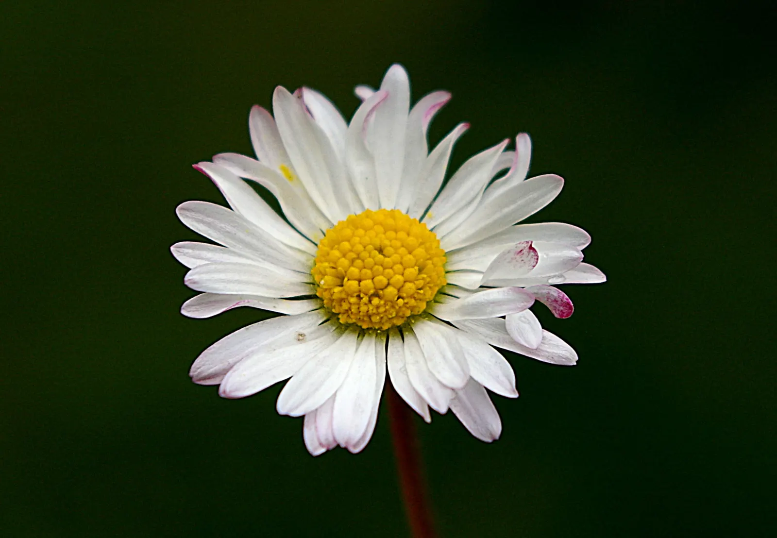 English Daisy (Bellis Perennis) — English Daisies thrive in temperate climates, flowering from early spring until the onset of summer; typically 1-2 inches in