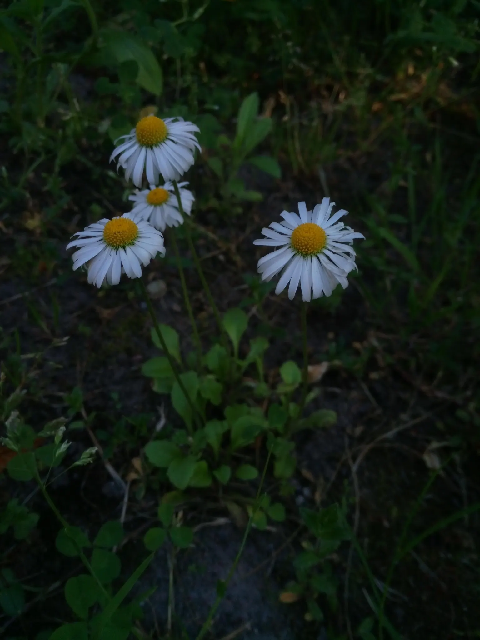 English Daisy (Bellis Perennis) — The English Daisy's enduring popularity is evident in its ability to attract butterflies