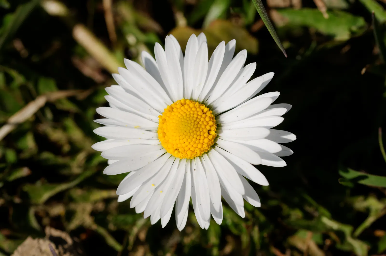 English Daisy (Bellis Perennis) — Suited for USDA zones 4-8