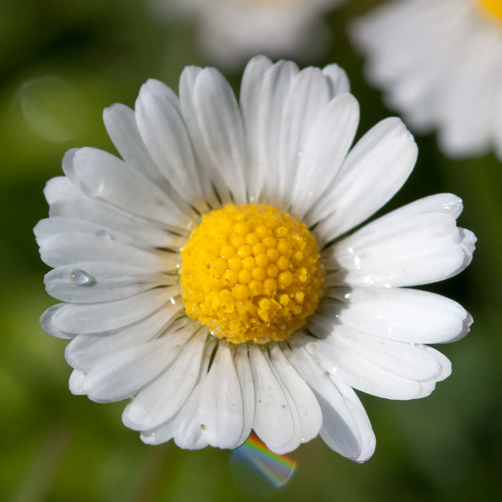 English Daisy (Bellis Perennis) — or red petals encircling a golden-yellow eye; typically 1-2 inches in diameter