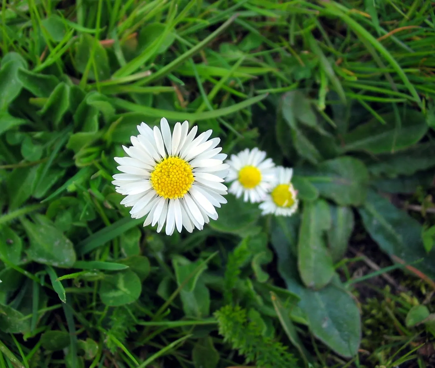 English Daisy (Bellis Perennis) — scientifically known as Bellis perennis; is a charming perennial ground cover that is native to western, image 66