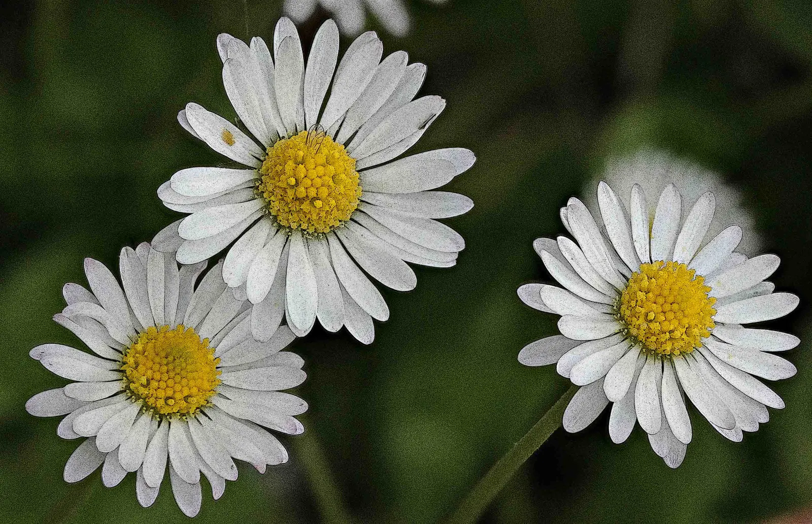 English Daisy (Bellis Perennis) — it thrives in full sun to partial shade; they could potentially bloom all year round, image 63