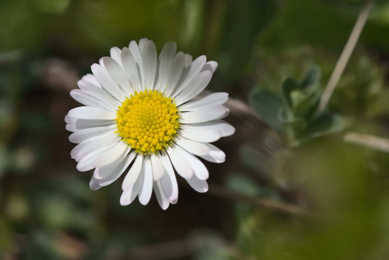 English Daisy (Bellis Perennis) — This European native flaunts cheery; they could potentially bloom all year round, image 87