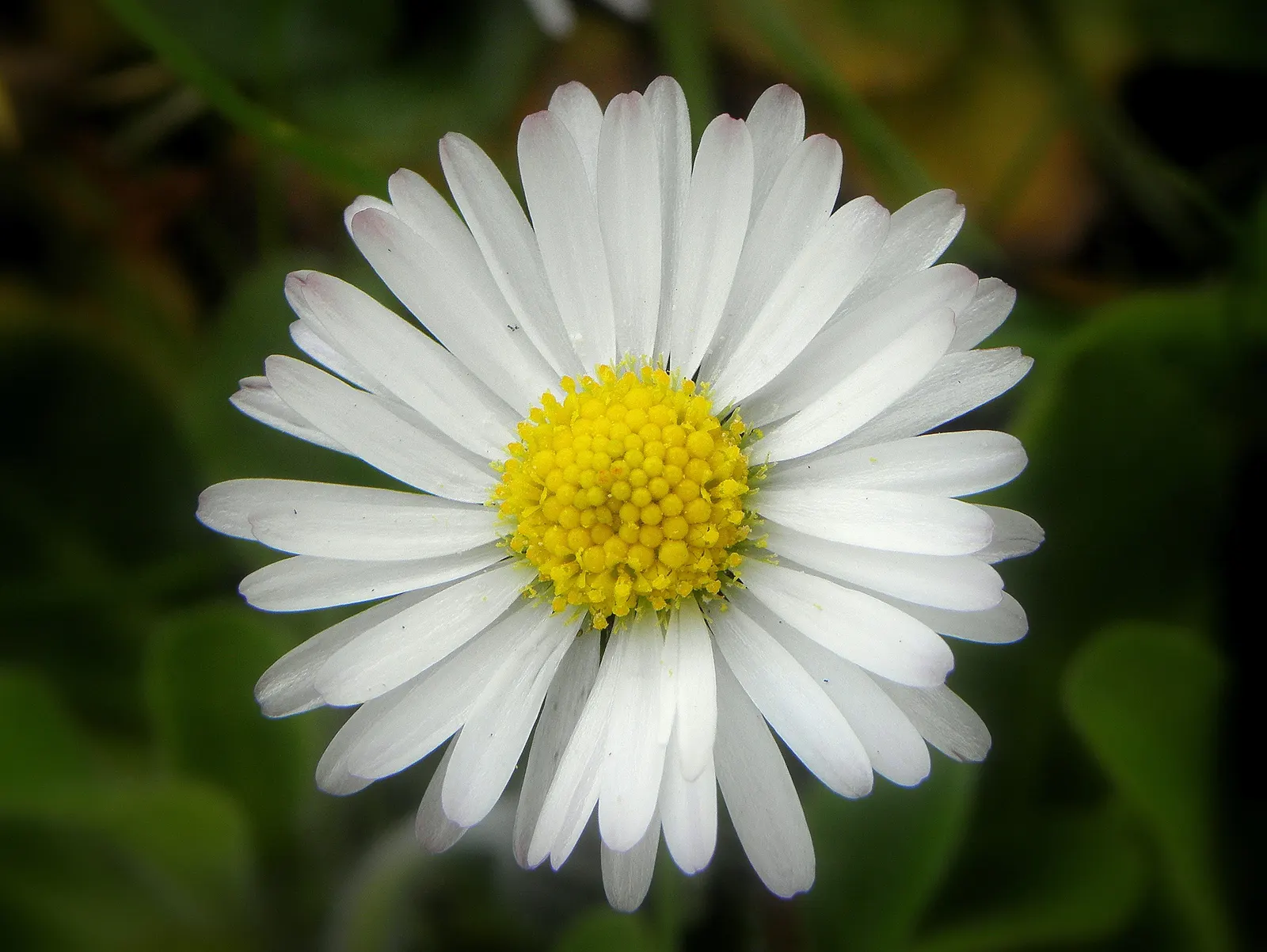 English Daisy (Bellis Perennis) — This plant is renowned for its rosette of spoon-shaped leaves and quintessential daisy-like flowers; adding a lively