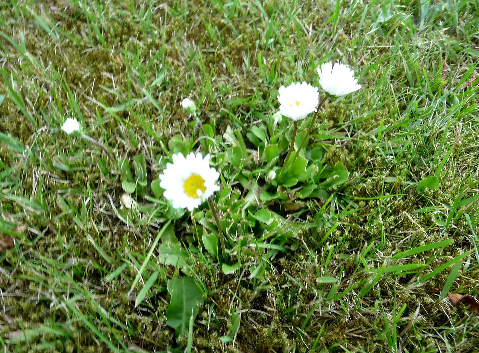 English Daisy (Bellis Perennis) — English Daisies thrive in temperate climates, flowering from early spring until the onset of summer; typically, image 73