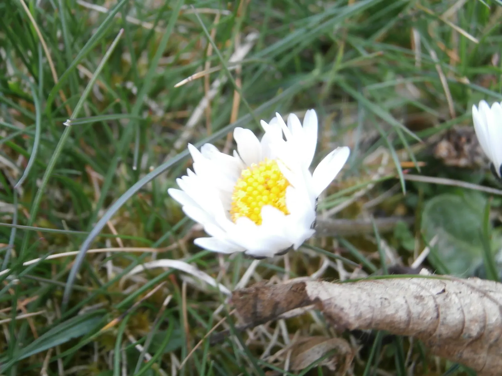 English Daisy (Bellis Perennis) — providing under-planting for spring bulbs; is a charming perennial ground cover that is native to western, image 78
