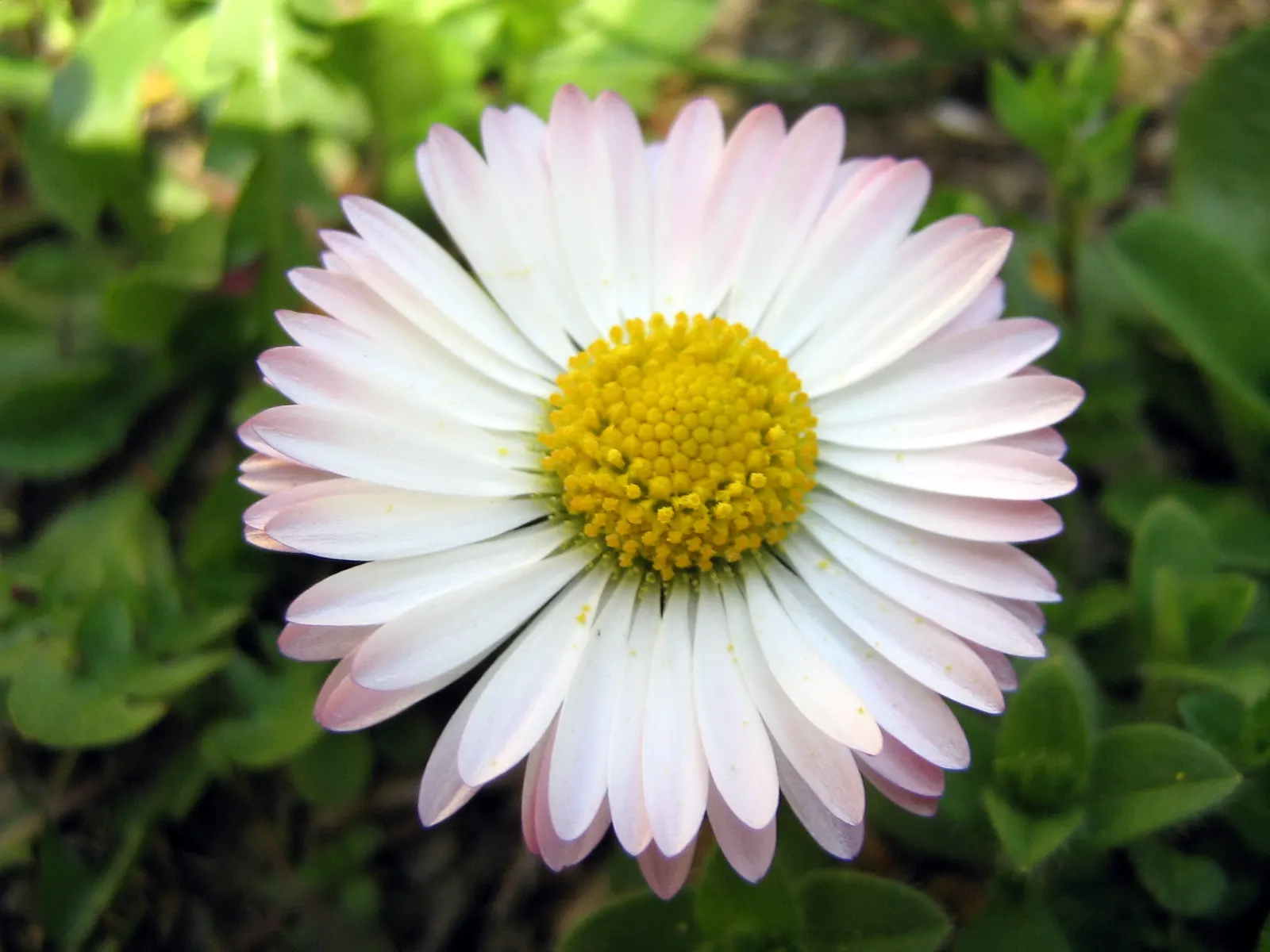 English Daisy (Bellis Perennis) — or even softening the edges of borders