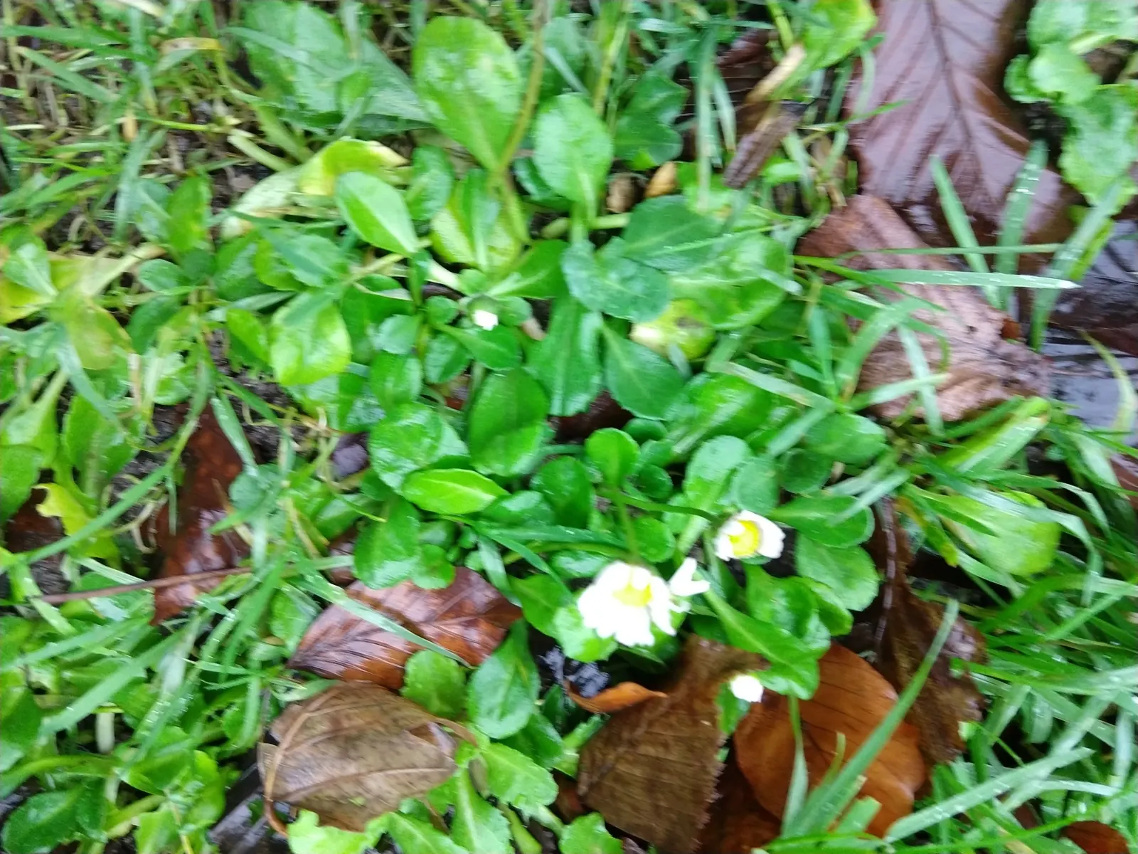 English Daisy (Bellis Perennis) — is a charming perennial with dense tufts of spoon-shaped leaves; is a charming perennial ground cover that is, image 58