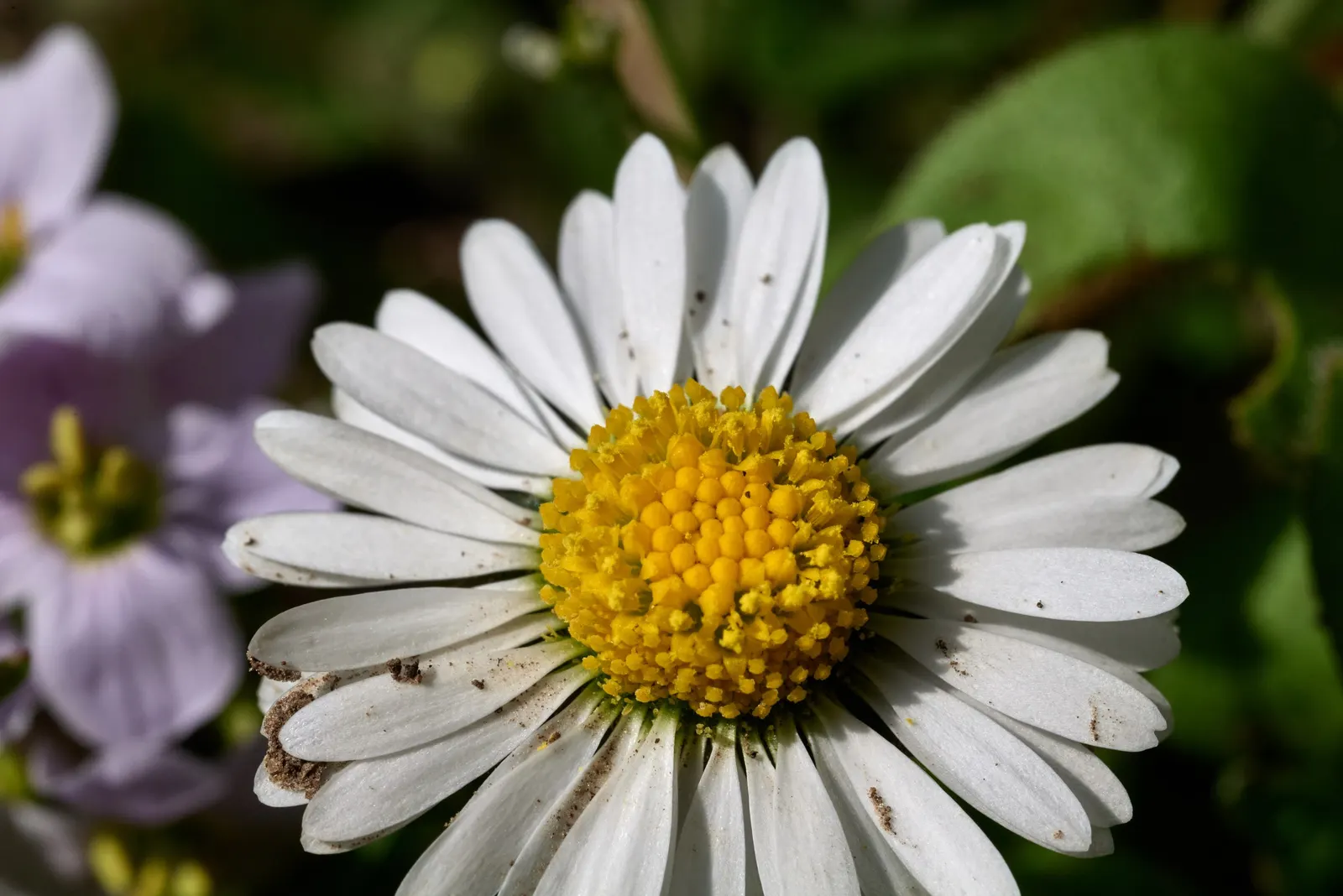 English Daisy (Bellis Perennis) — or red petals encircling a golden-yellow eye; typically 1-2 inches in diameter, image 61