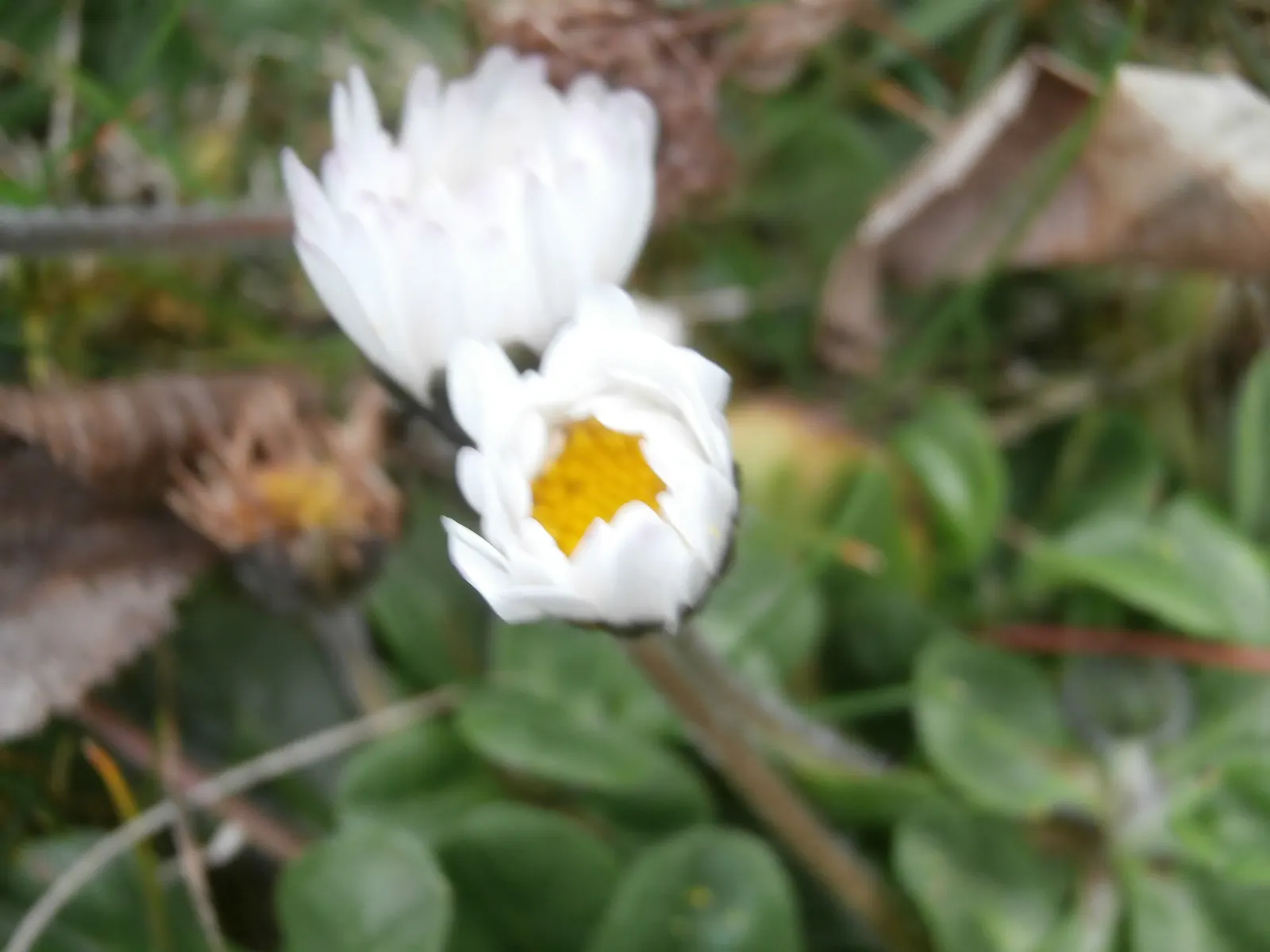 English Daisy (Bellis Perennis) — Ideal for borders, pots, or as a groundcover; typically 1-2 inches in diameter, image 93