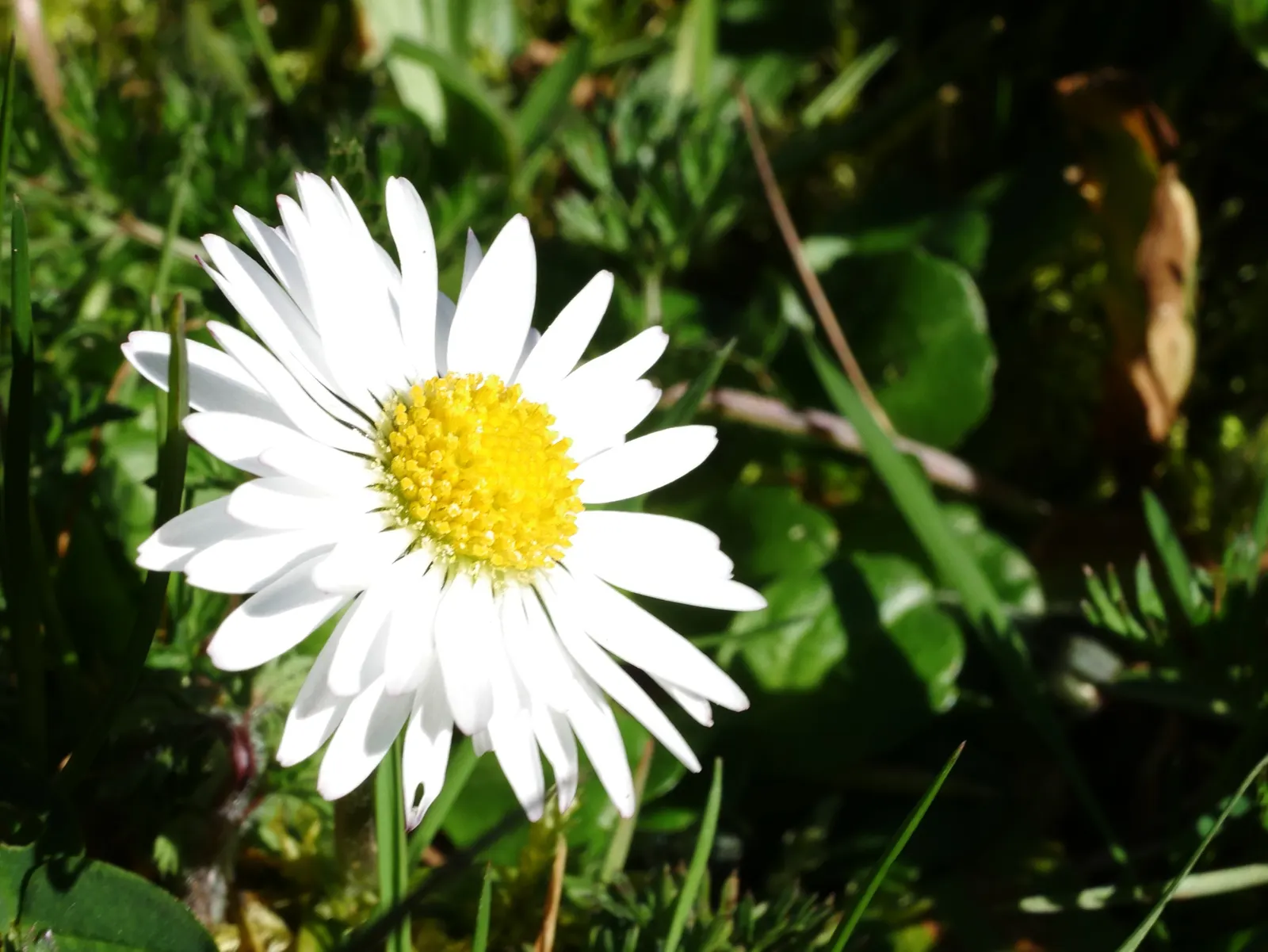 English Daisy (Bellis Perennis) — Ideal for borders, pots, or as a groundcover