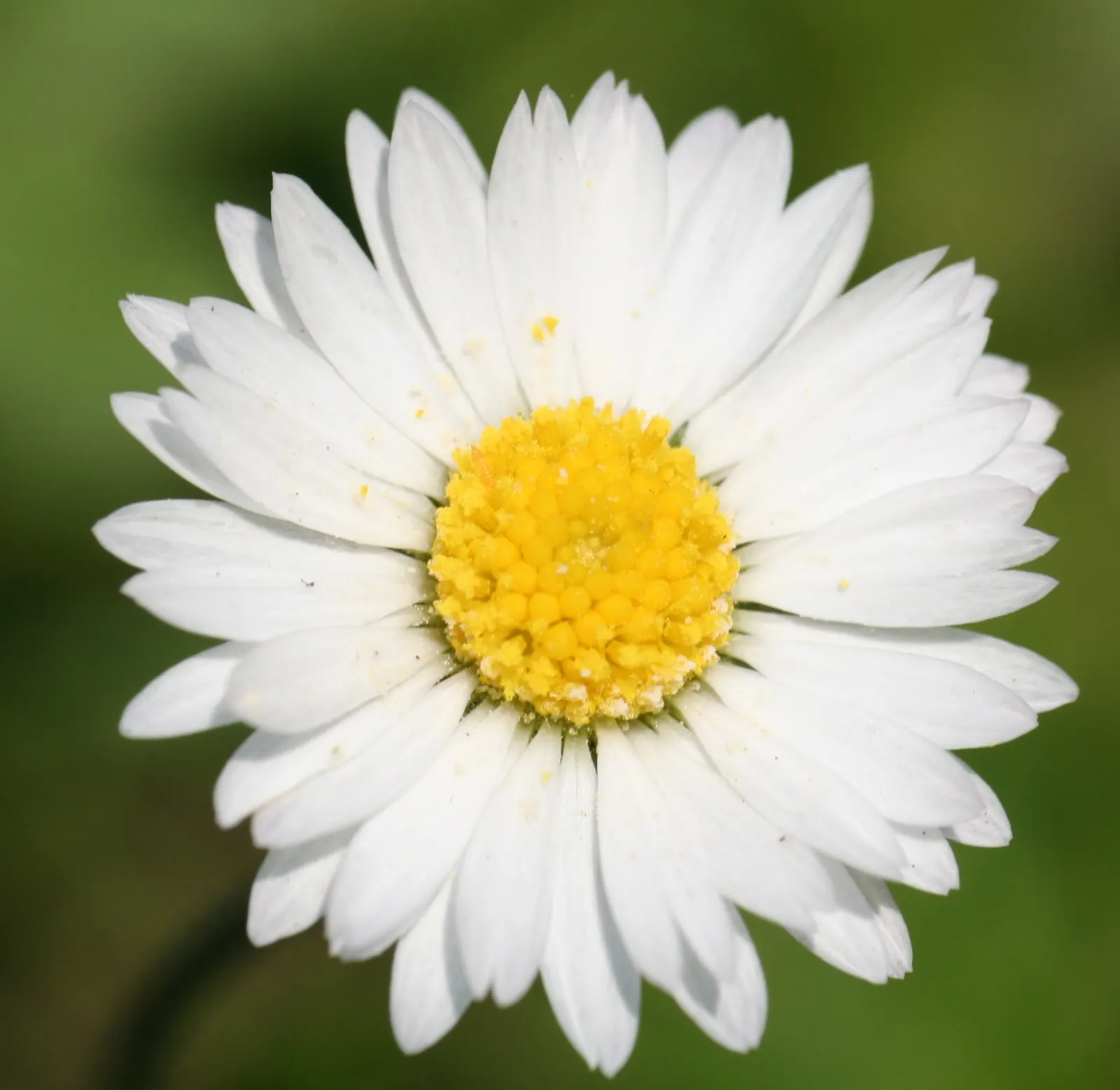 English Daisy (Bellis Perennis) — reaching 3-6 inches tall with a similar spread; adding a lively dimension to the landscape for the client to enjoy, image 92