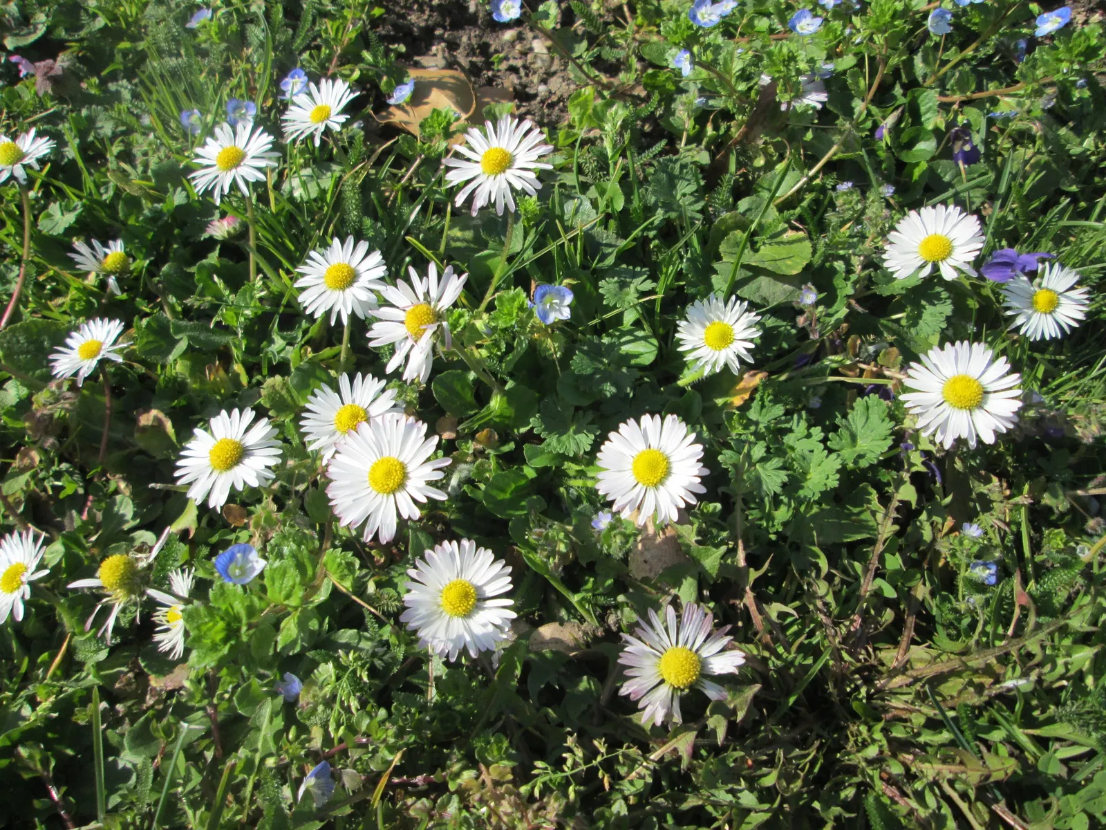 English Daisy (Bellis Perennis) — typically 1-2 inches in diameter; adding a lively dimension to the landscape for the client to enjoy