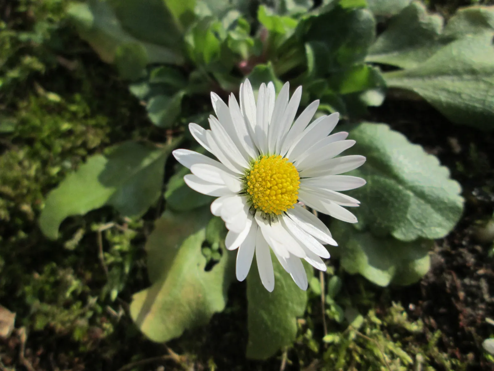 English Daisy (Bellis Perennis) — This plant is renowned for its rosette of spoon-shaped leaves and quintessential daisy-like flowers