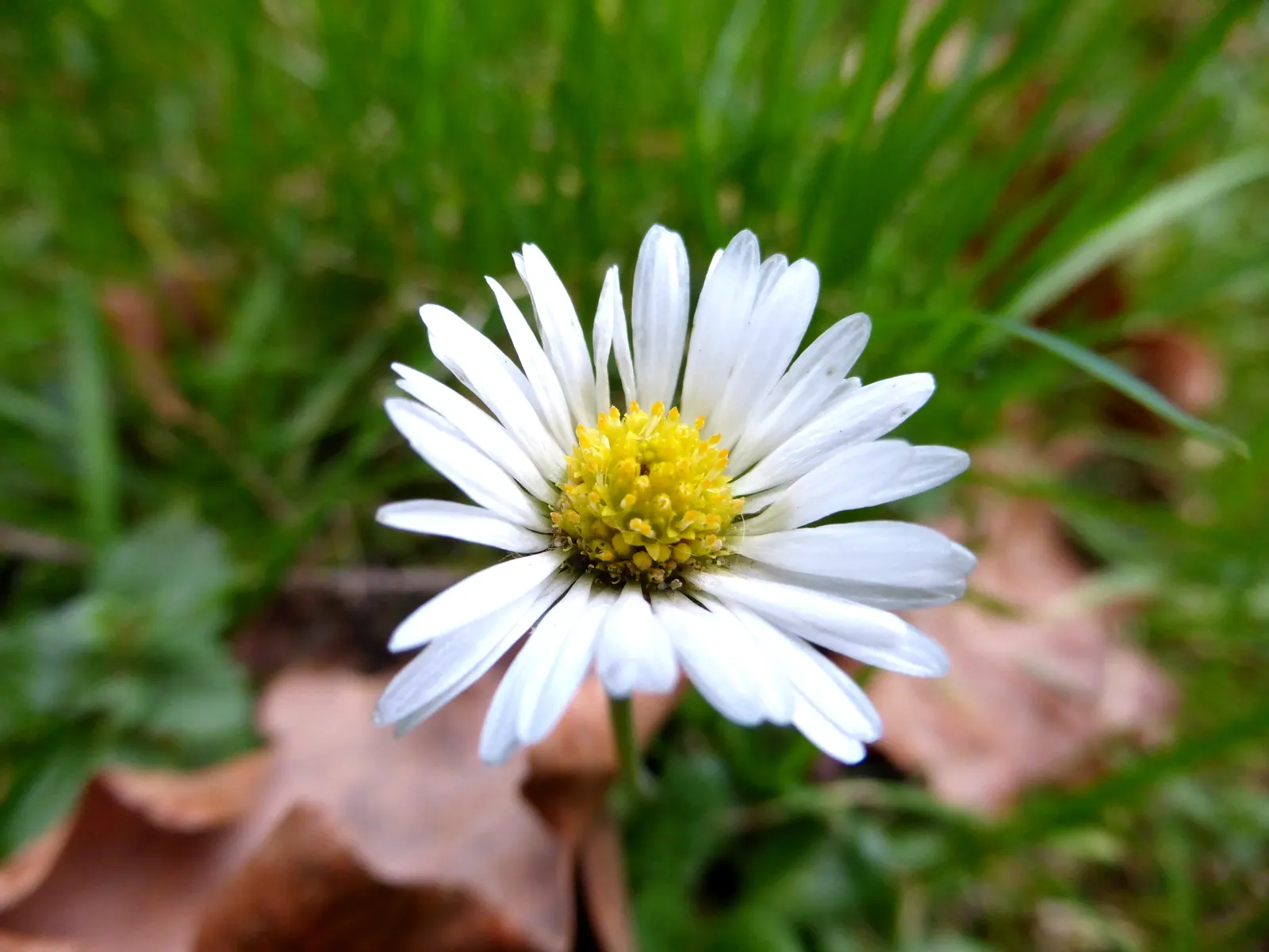 English Daisy (Bellis Perennis) — white flowers in the garden; is a charming perennial ground cover that is native to western, image 82