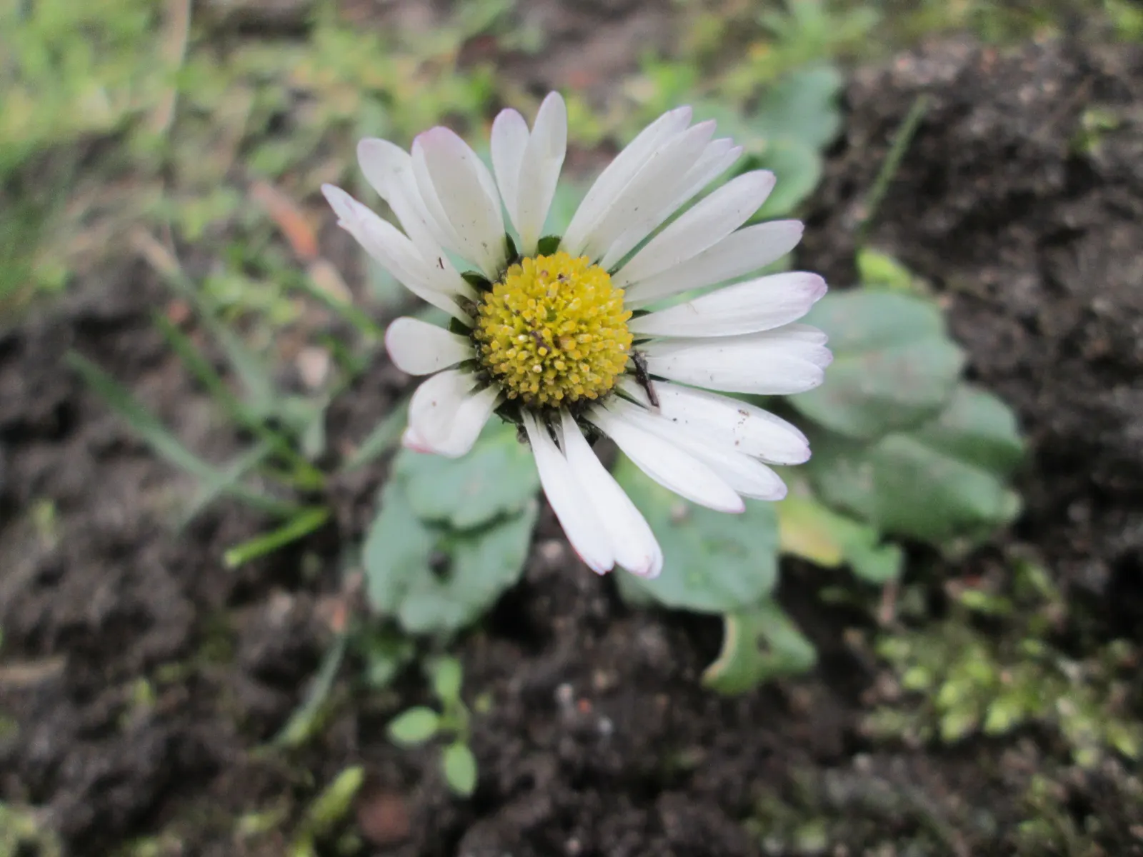 English Daisy (Bellis Perennis) — Blooms are modestly sized, commonly measuring 0.75-1.5 inches in diameter; adding a lively dimension to the, image 100
