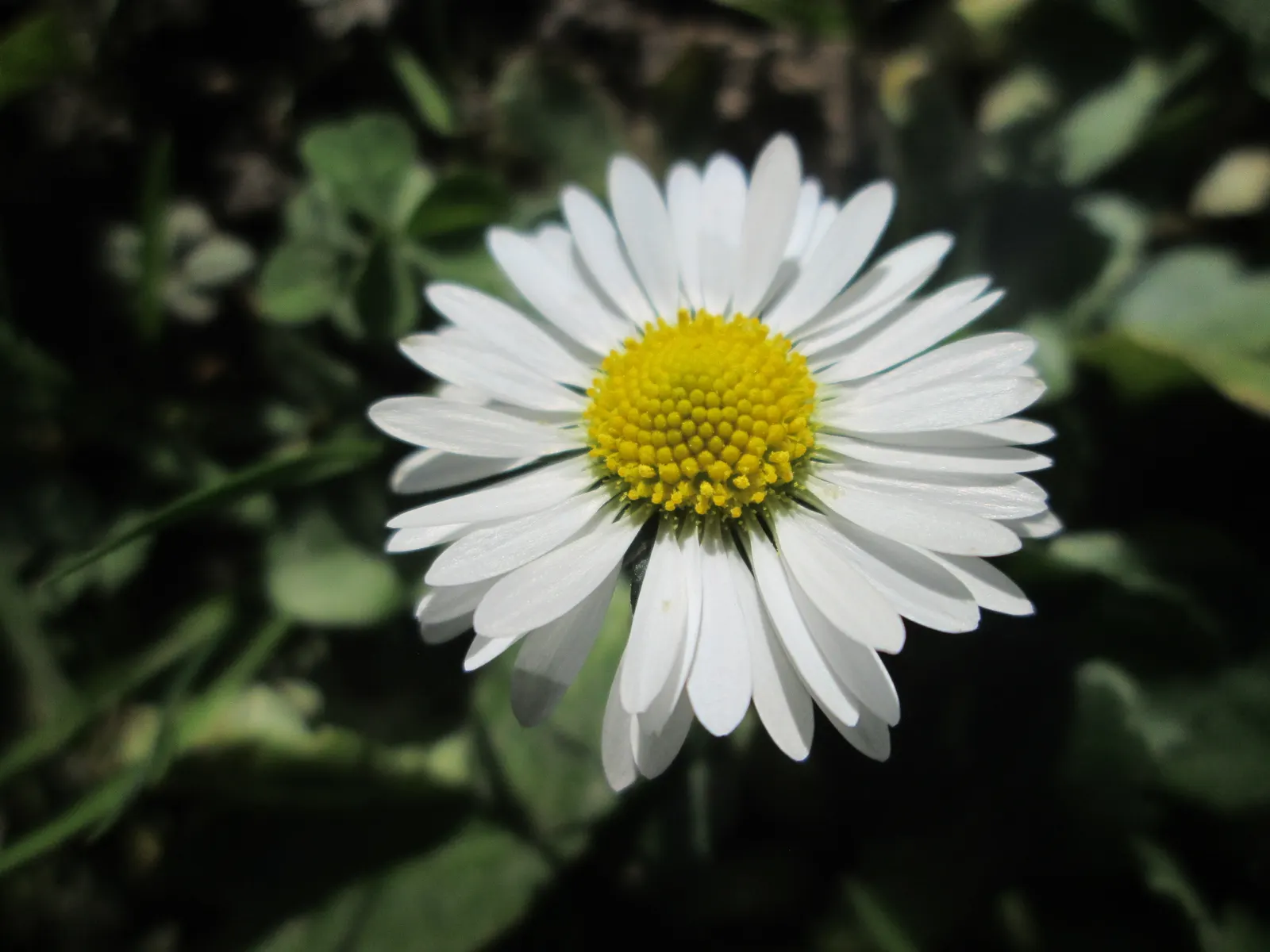 English Daisy (Bellis Perennis) — is a charming perennial with dense tufts of spoon-shaped leaves; is a charming perennial ground cover that is native to