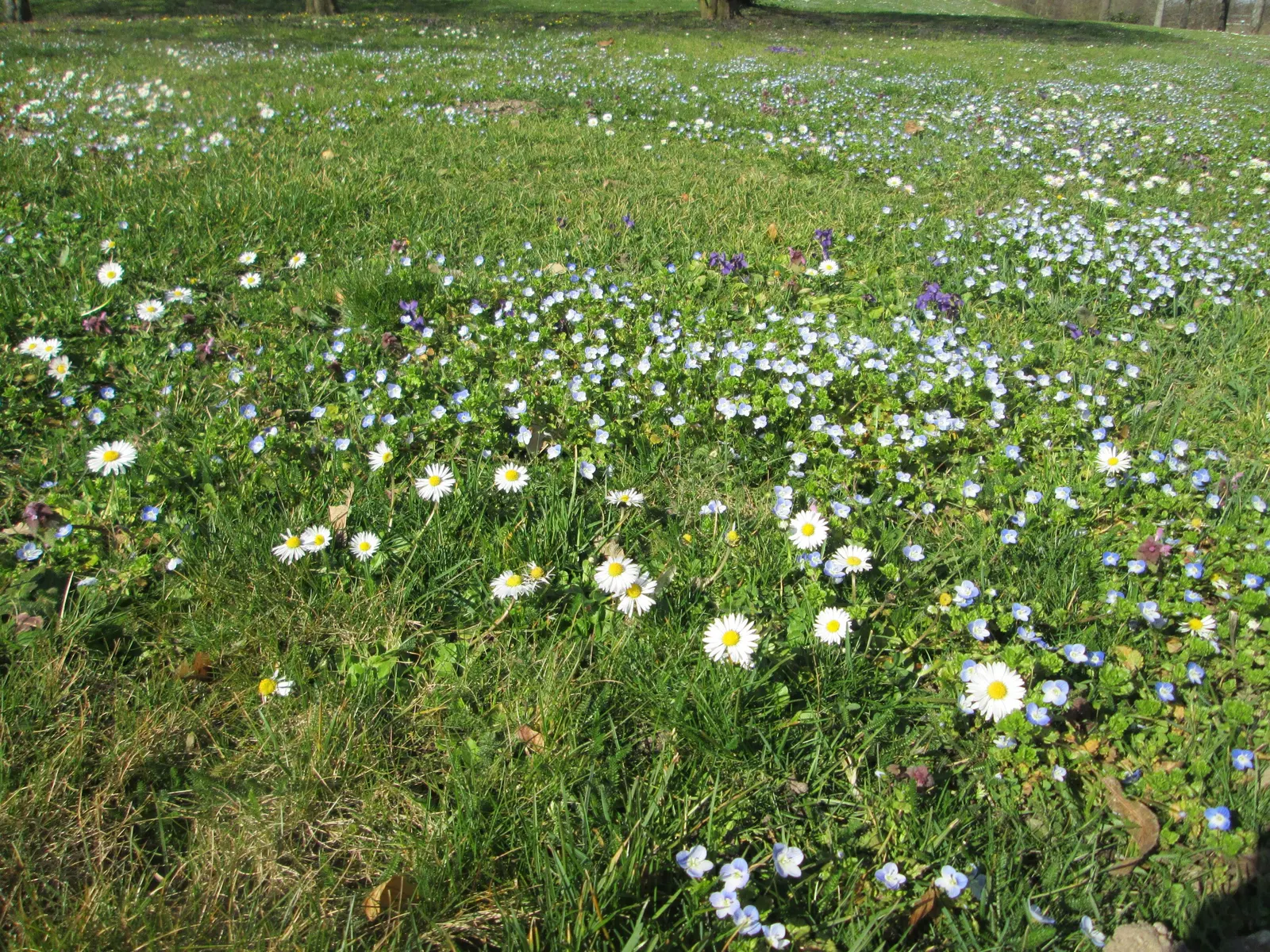 English Daisy (Bellis Perennis) — with flower stems extending upwards to 3-6 inches tall.<br><br>Flower heads are composed of white ray florets; is, image 70