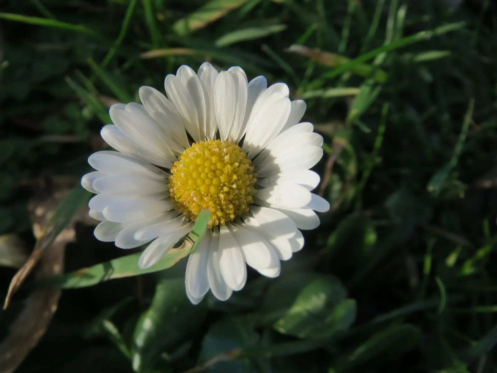 English Daisy (Bellis Perennis) — surrounding a bright yellow disc center; they could potentially bloom all year round