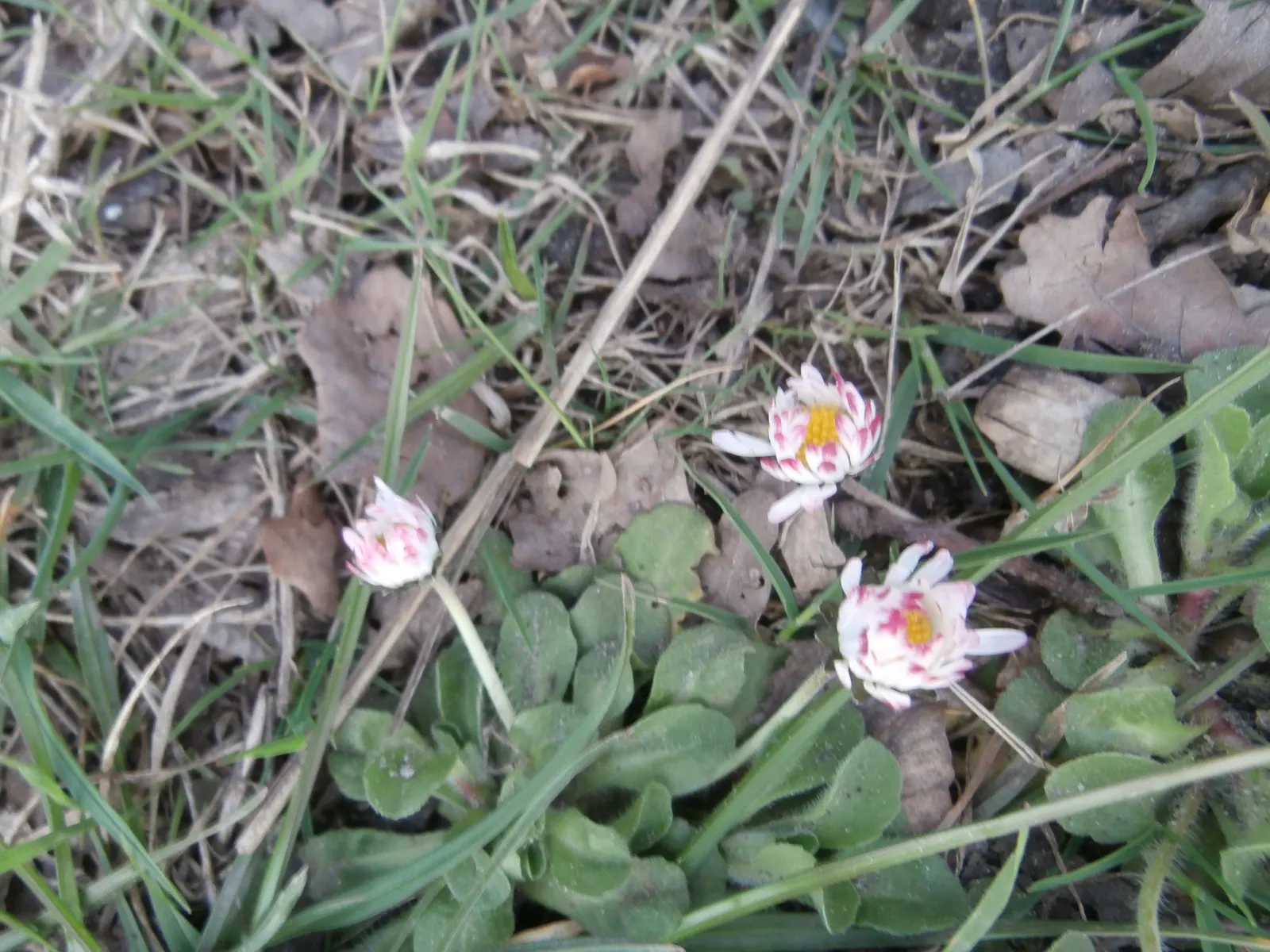 English Daisy (Bellis Perennis) — annual with white blooms; they could potentially bloom all year round, image 83