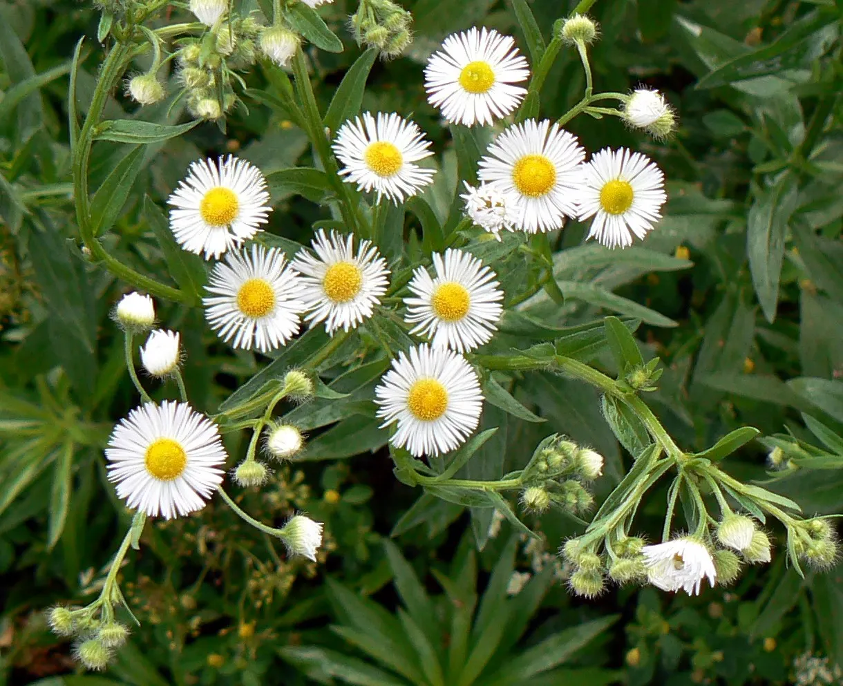 English Daisy (Bellis Perennis) — providing under-planting for spring bulbs