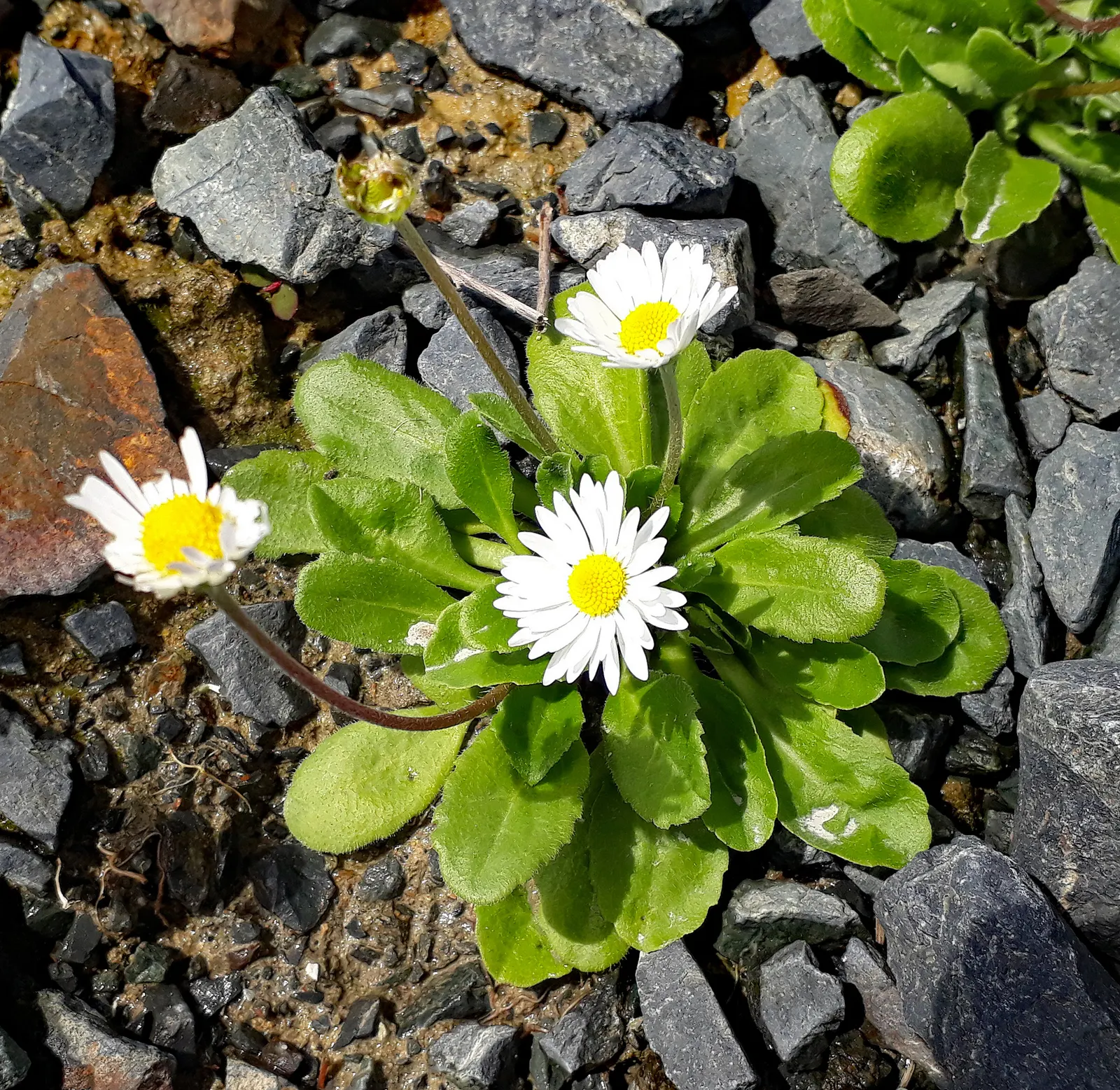English Daisy (Bellis Perennis) — The English Daisy's enduring popularity is evident in its ability to attract butterflies; adding a lively, image 80