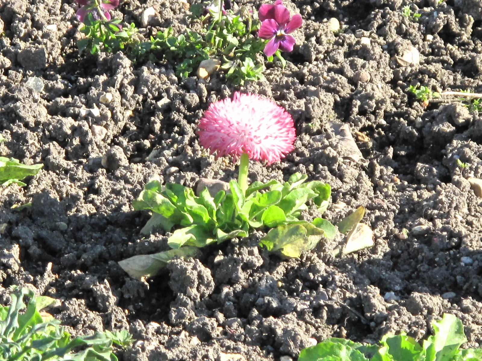 English Daisy (Bellis Perennis) — This European native flaunts cheery